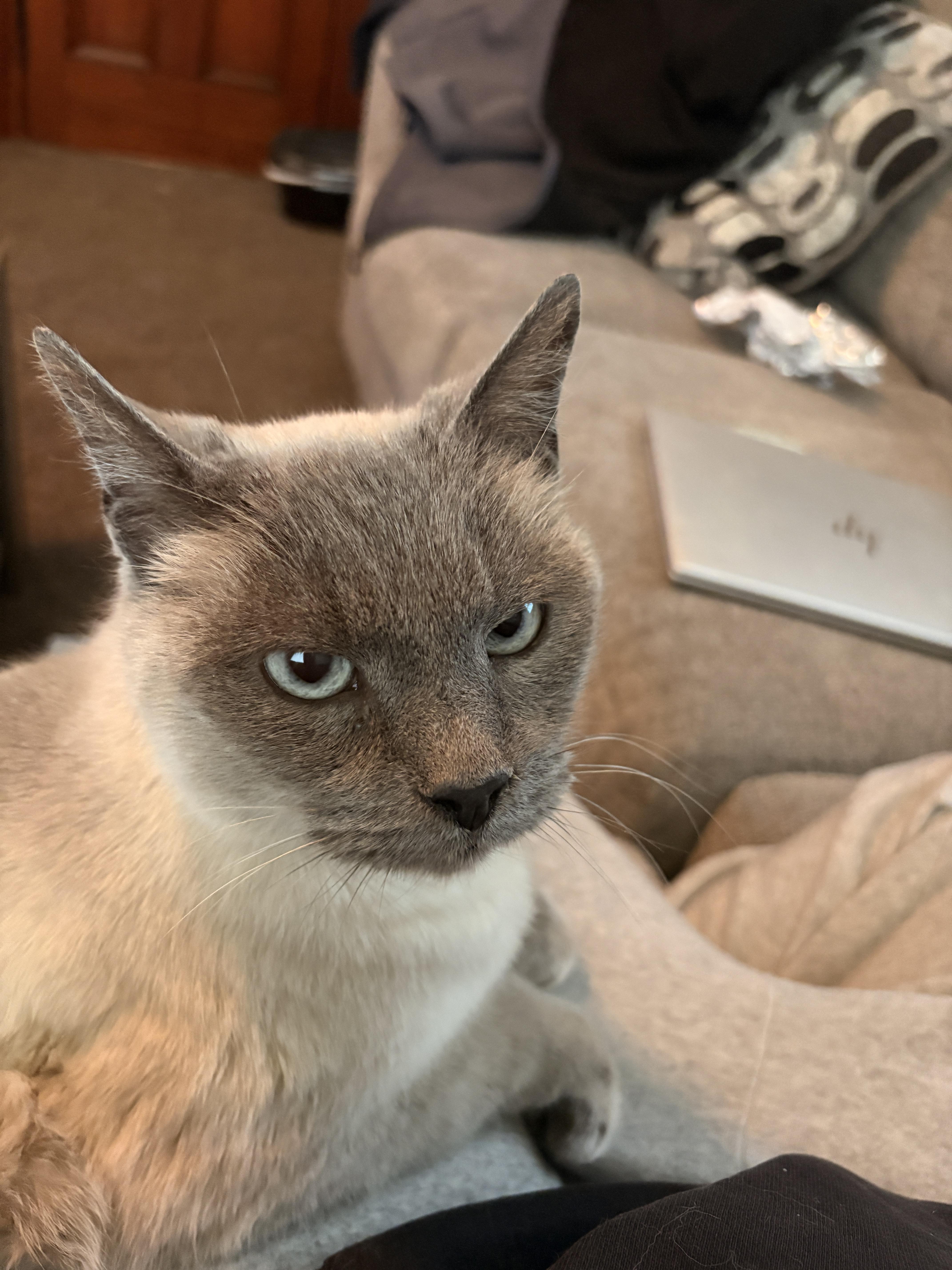 Enlarge Iris, an adopted Siamese in Mansfield, PA image 4/4