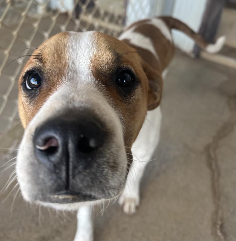 Enlarge Sully, a ADOPTABLE mixed breed in Granbury, TX image 2/3