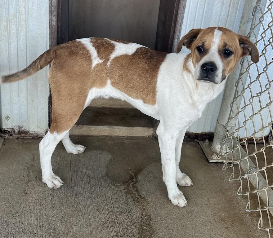 Sully, ADOPTABLE, Young Male Pit Bull Terrier.