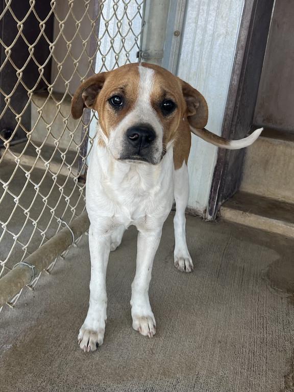 Enlarge Sully, a ADOPTABLE mixed breed in Granbury, TX image 3/3