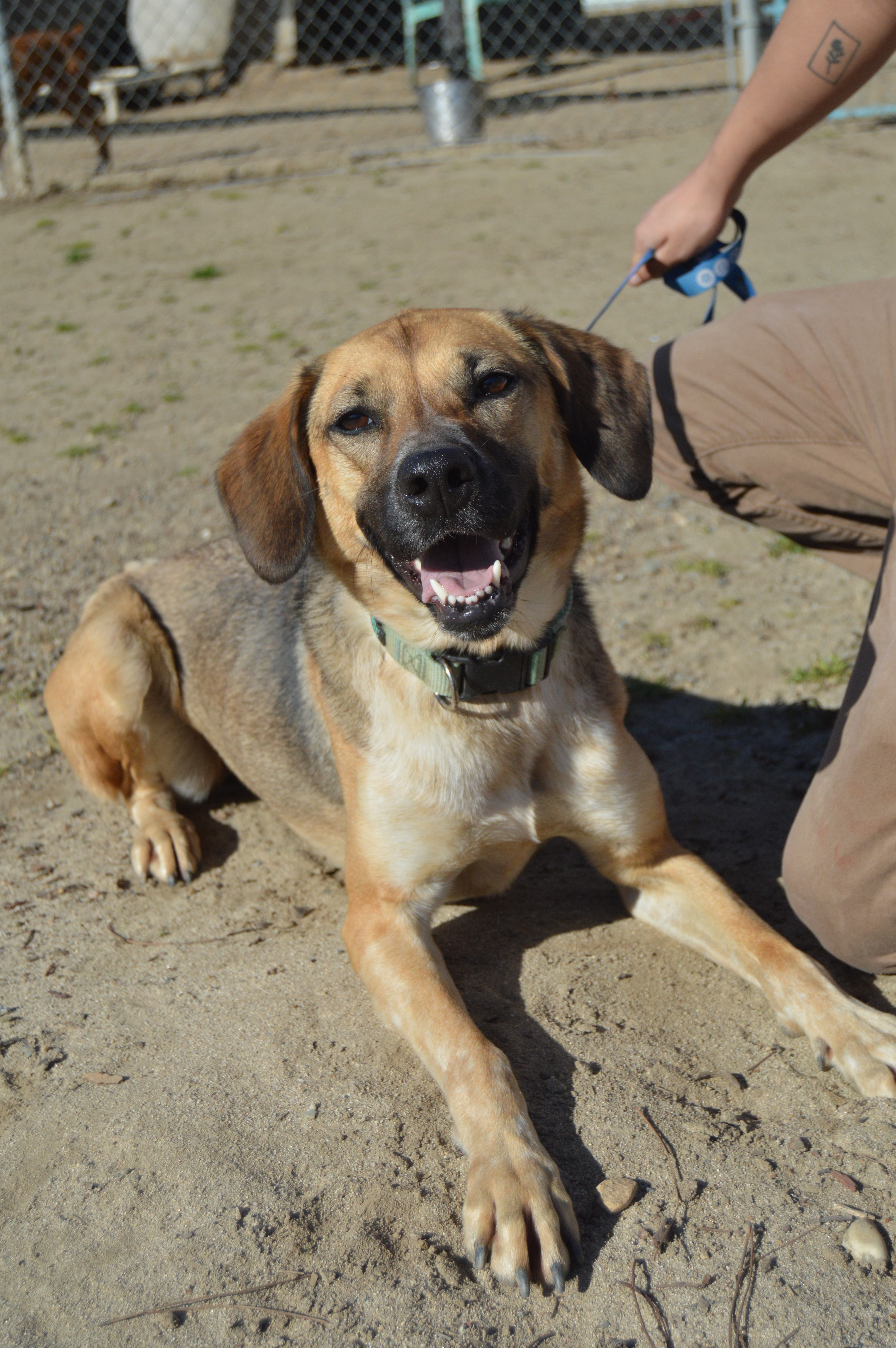 BETTY WHITE, a Adoptable Shepherd in Fresno, CA image 5/6