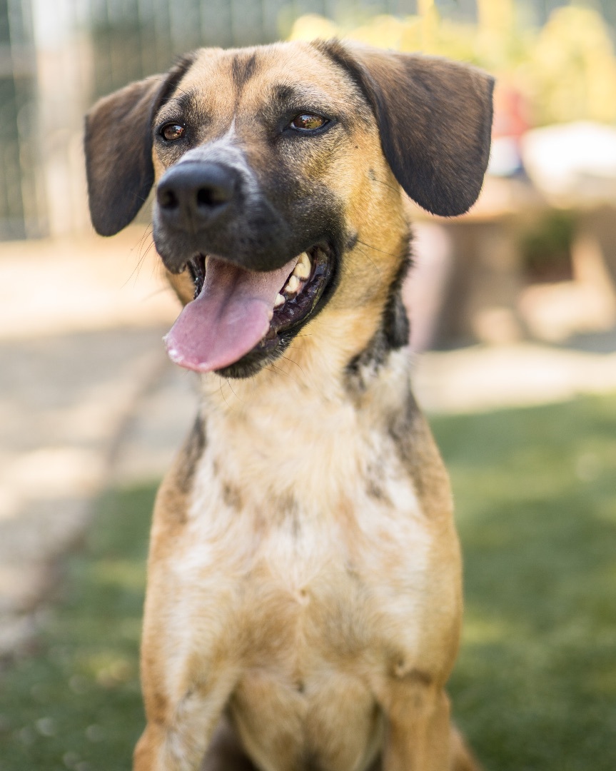 BETTY WHITE, a Adoptable Shepherd in Fresno, CA image 6/6