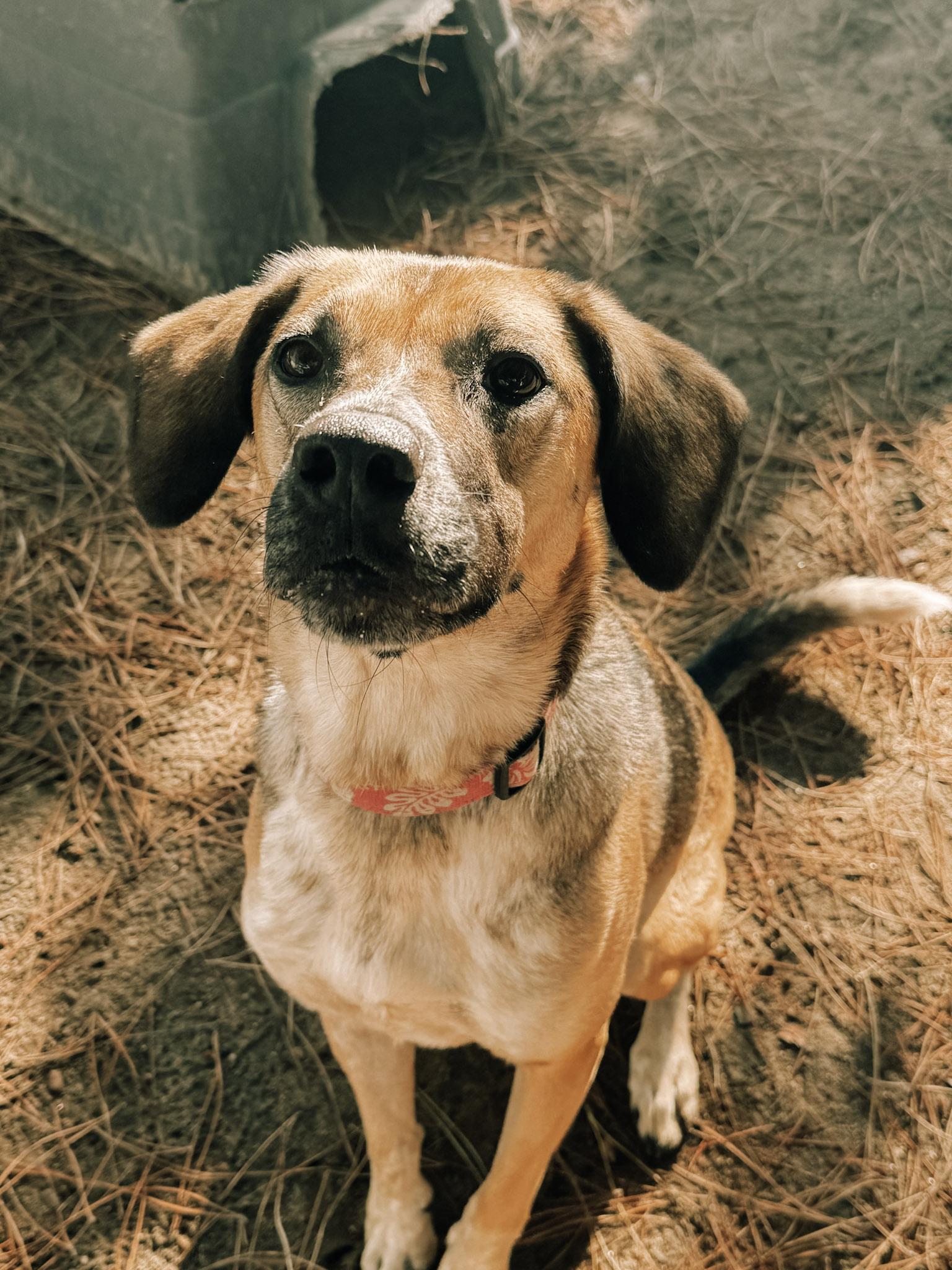 BETTY WHITE, an adoptable Shepherd in Fresno, CA, 93726 | Photo Image 1