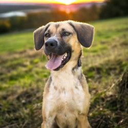 BETTY WHITE, a Adoptable Shepherd in Fresno, CA image 4/6
