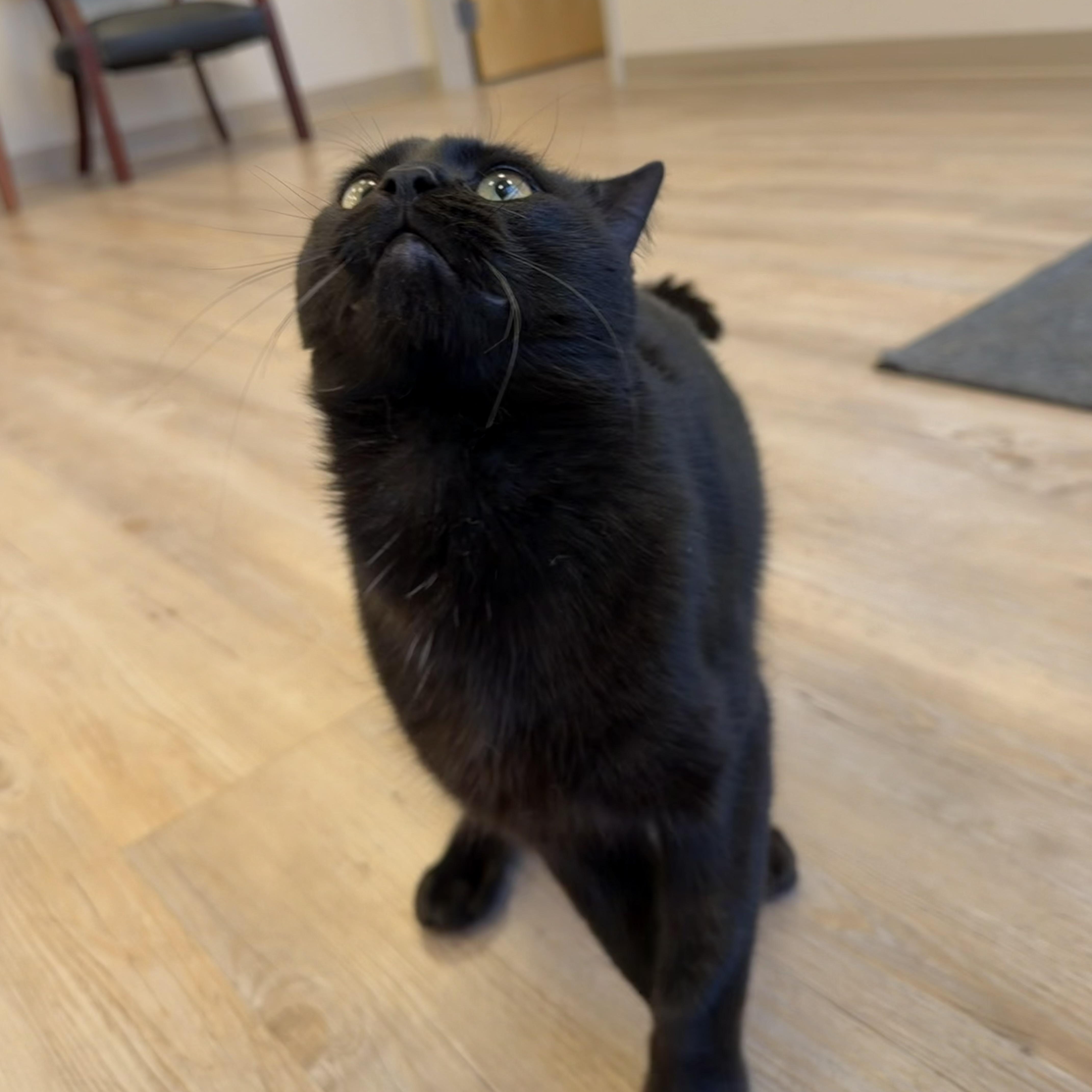 Enlarge Binx, a Adoptable Domestic Short Hair in North Providence, RI image 3/3