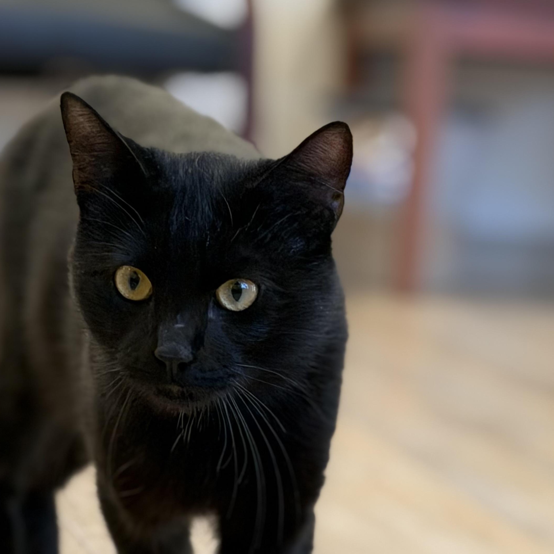 Enlarge Binx, a Adoptable Domestic Short Hair in North Providence, RI image 2/3