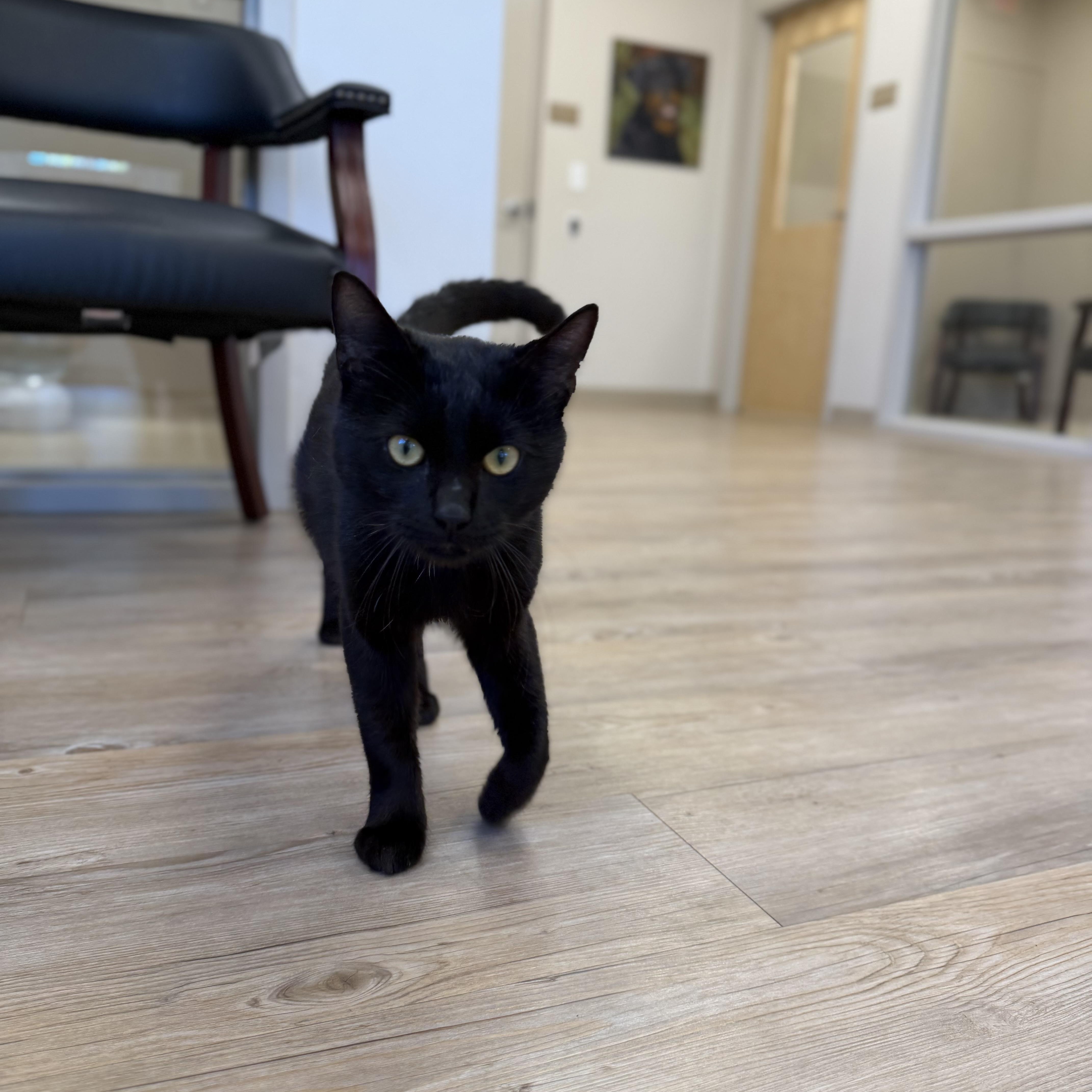 Enlarge Binx, a Adoptable Domestic Short Hair in North Providence, RI image 1/3