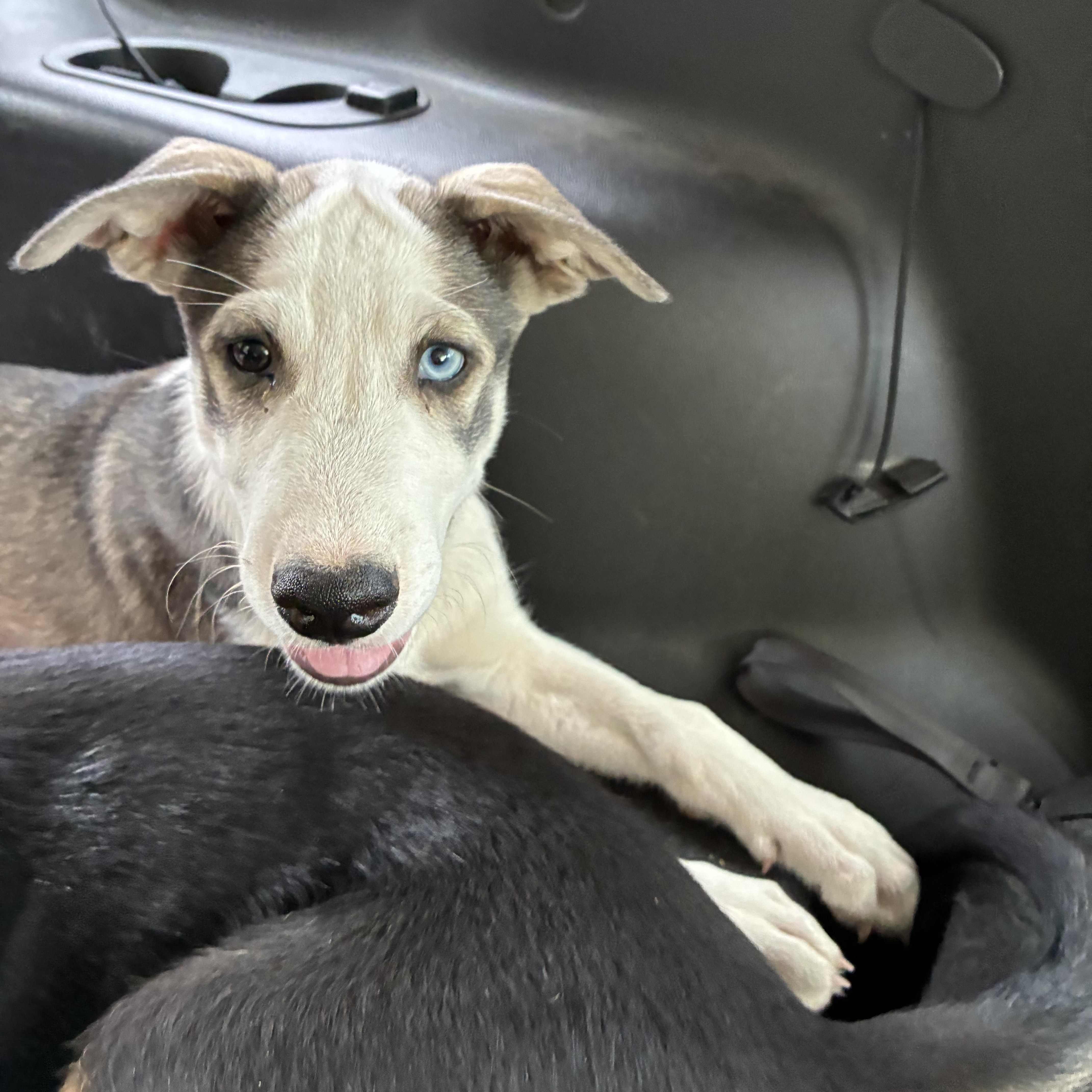 Bandit, a ADOPTABLE mixed breed in Memphis, TN image 4/5