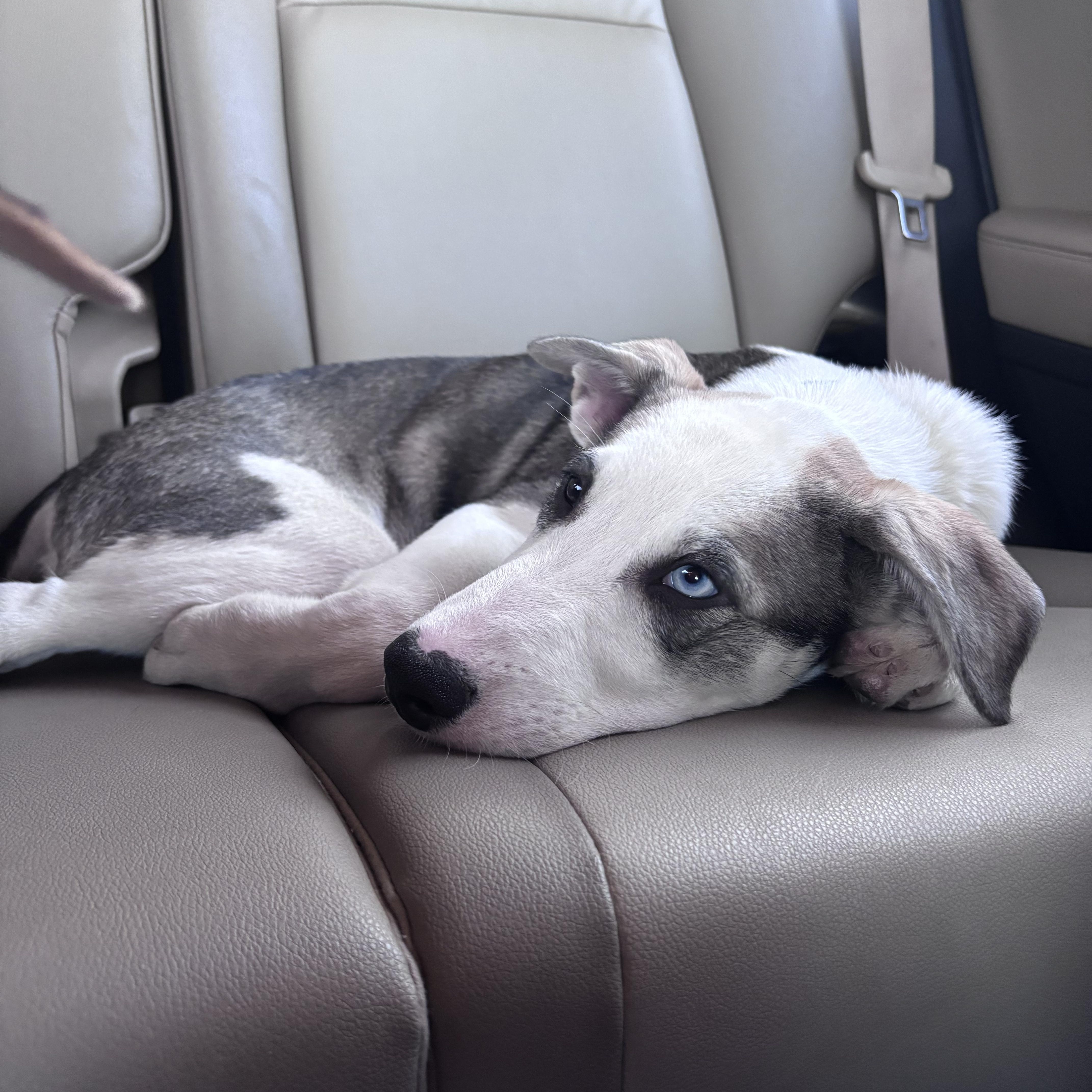 Enlarge Bandit, a Adoptable mixed breed in Memphis, TN image 5/5