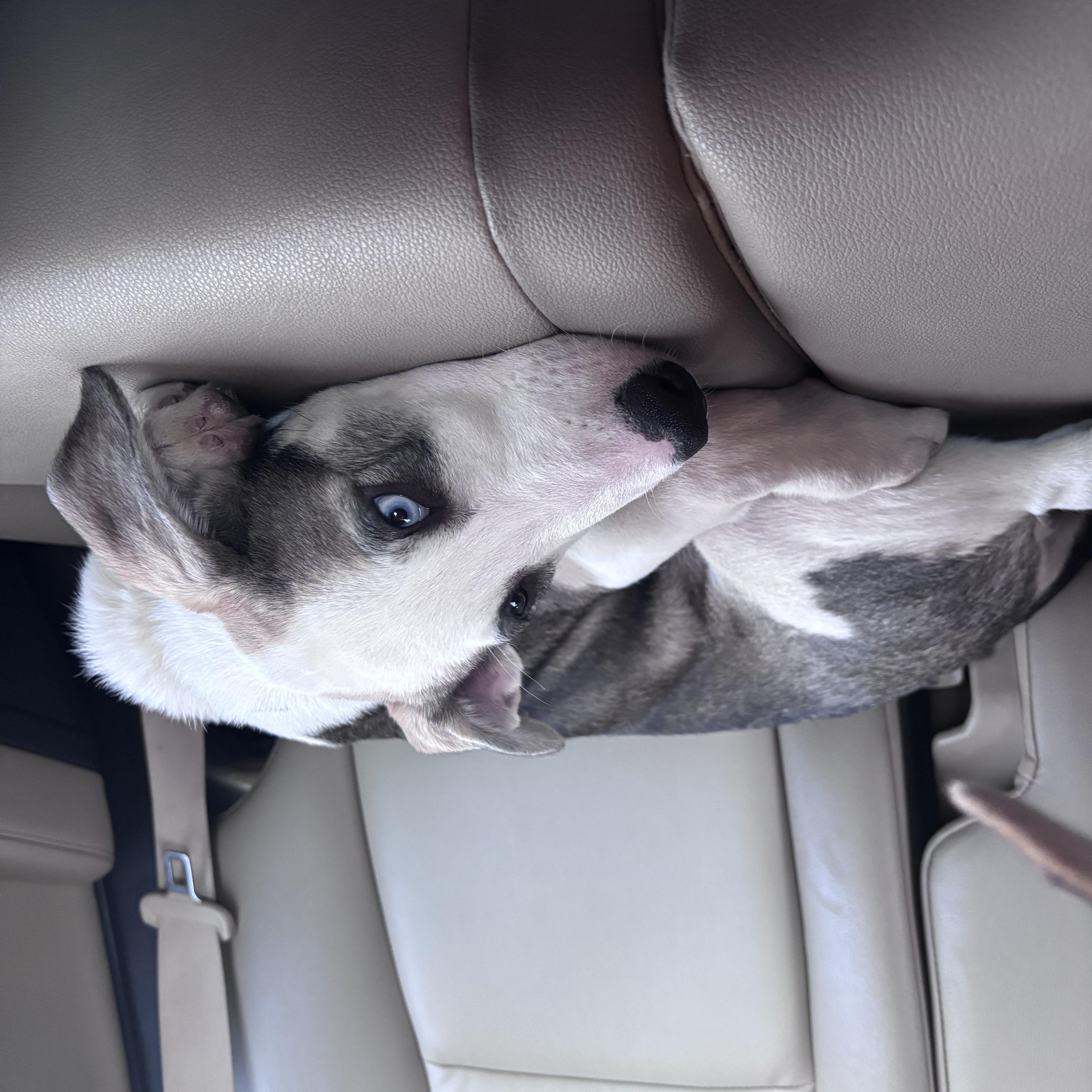Bandit, a ADOPTABLE mixed breed in Memphis, TN image 5/5