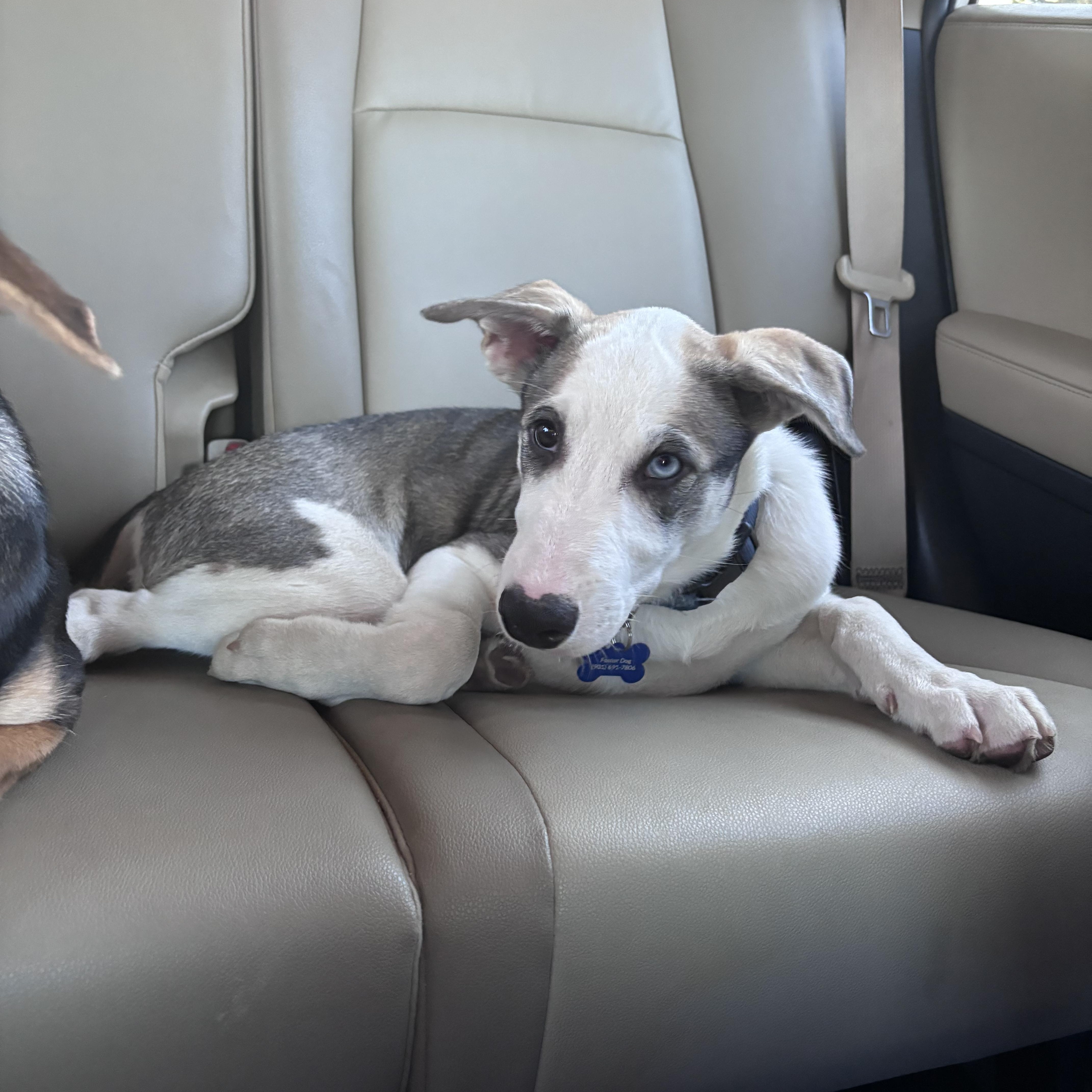 Bandit, ADOPTABLE, Puppy Male Mixed Breed.