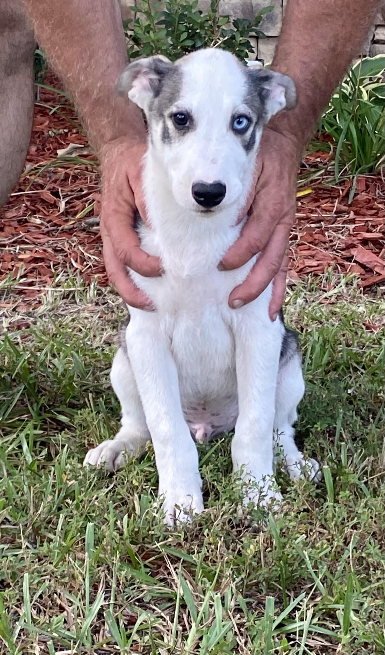Bandit, a ADOPTABLE mixed breed in Memphis, TN image 2/5