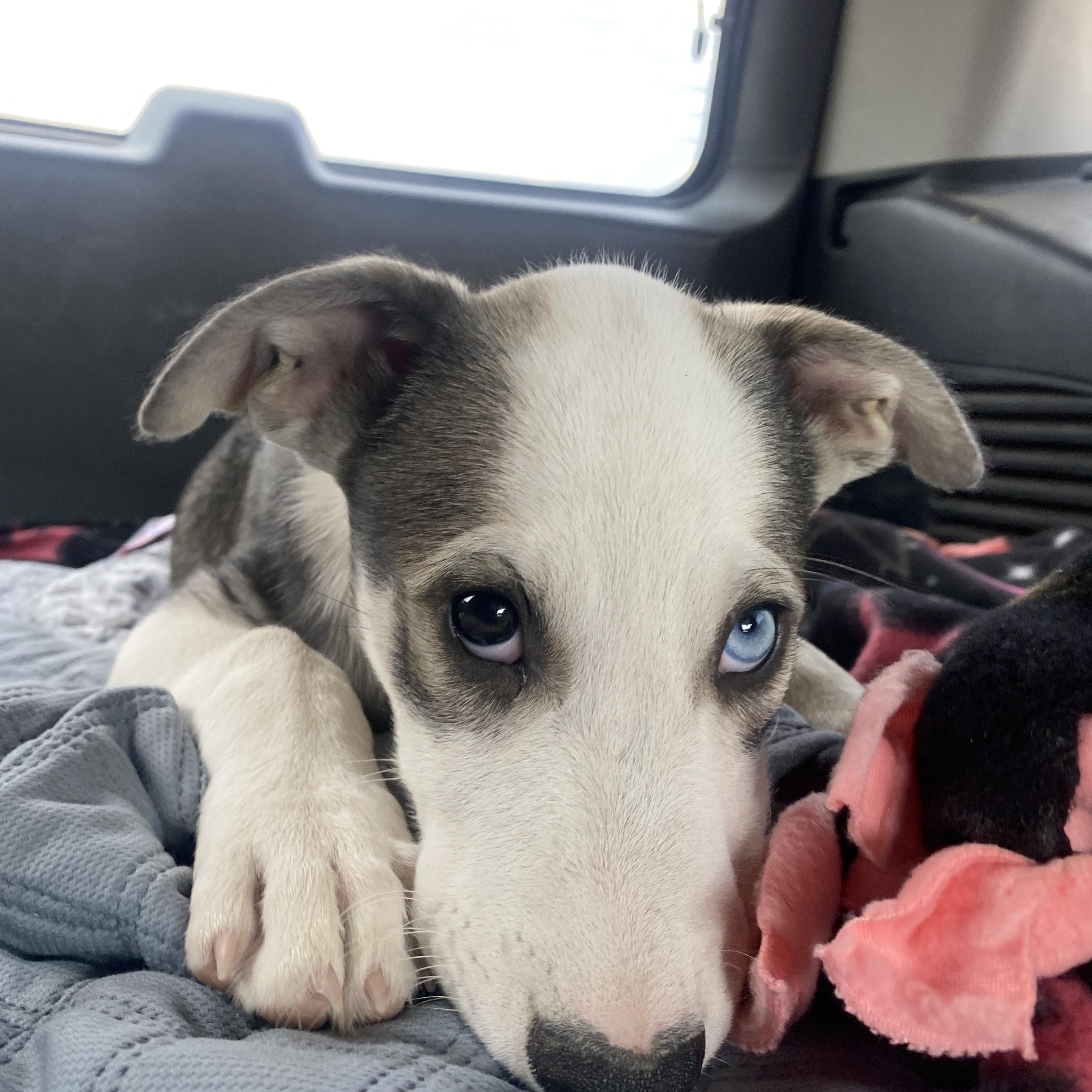 Bandit, a ADOPTABLE mixed breed in Memphis, TN image 3/5
