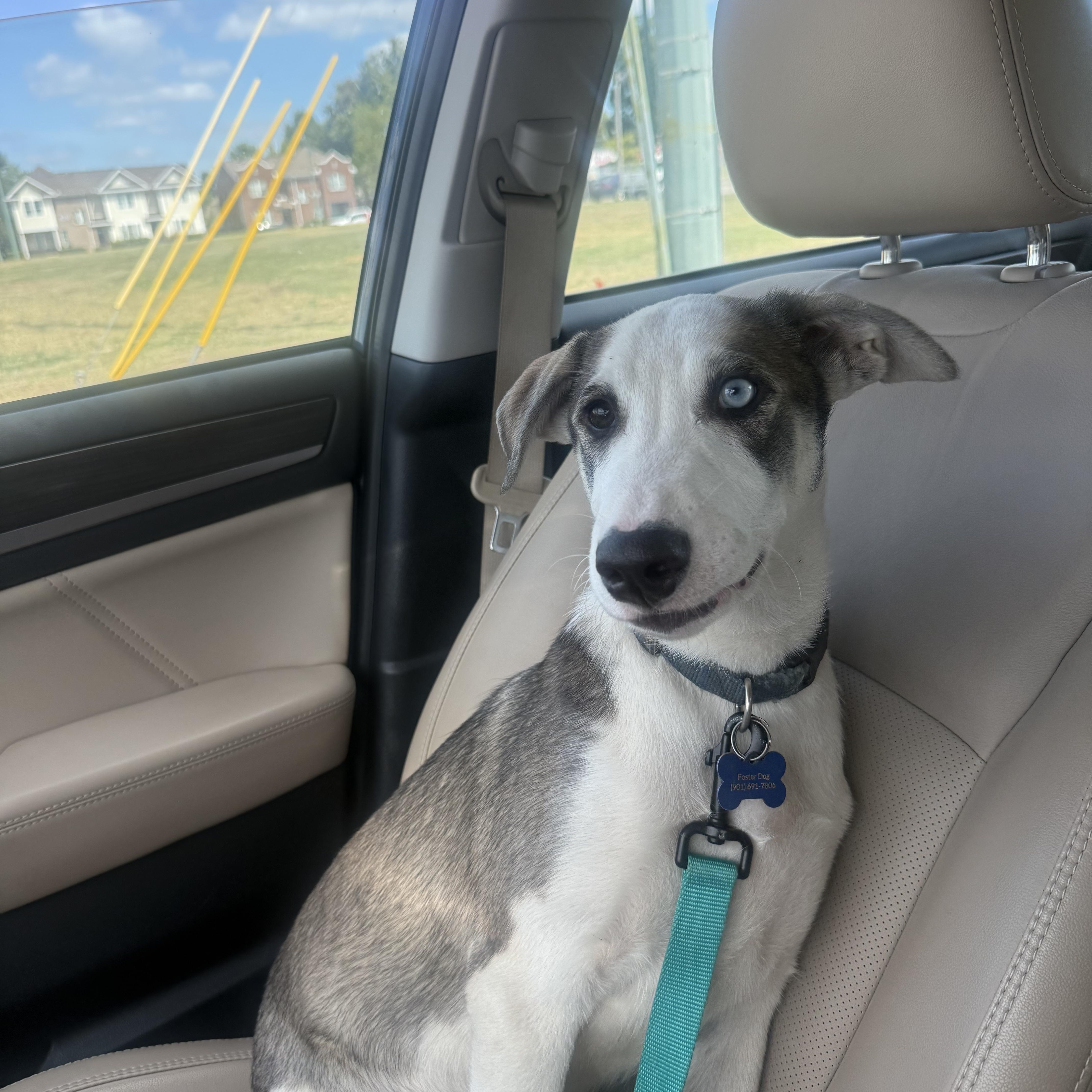 Enlarge Bandit, a Adoptable mixed breed in Memphis, TN image 1/5