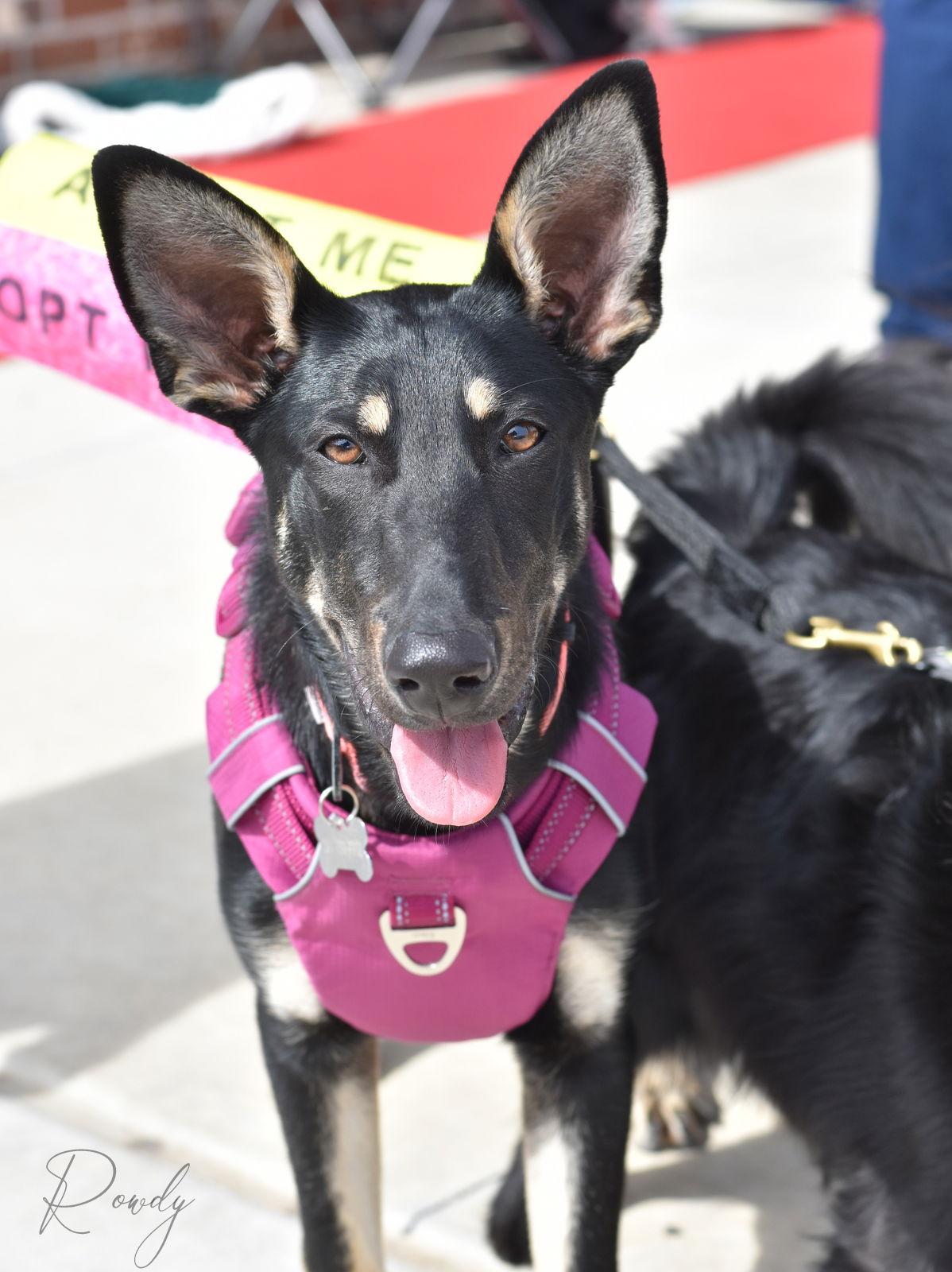 Rowdy, Adoptable, Young Female German Shepherd Dog & Doberman Pinscher.