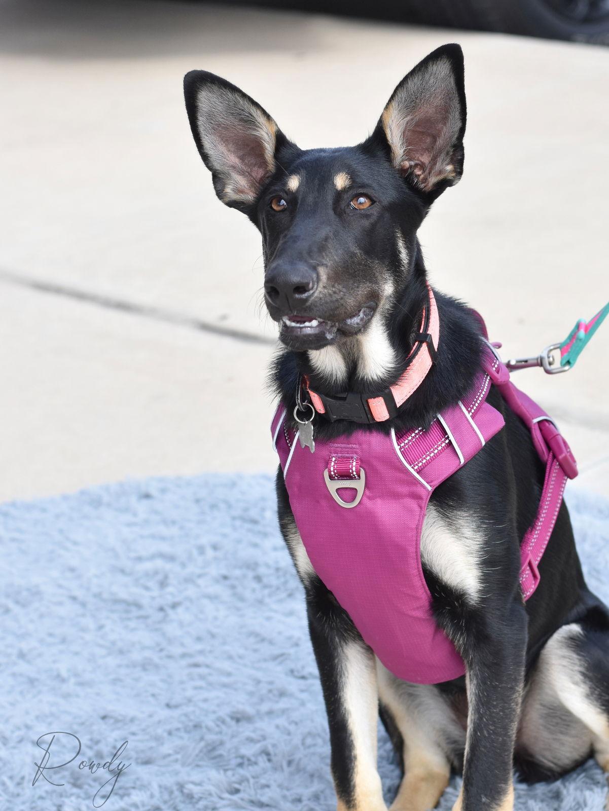 Enlarge Rowdy, a Adoptable mixed breed in Montgomery, TX image 2/3