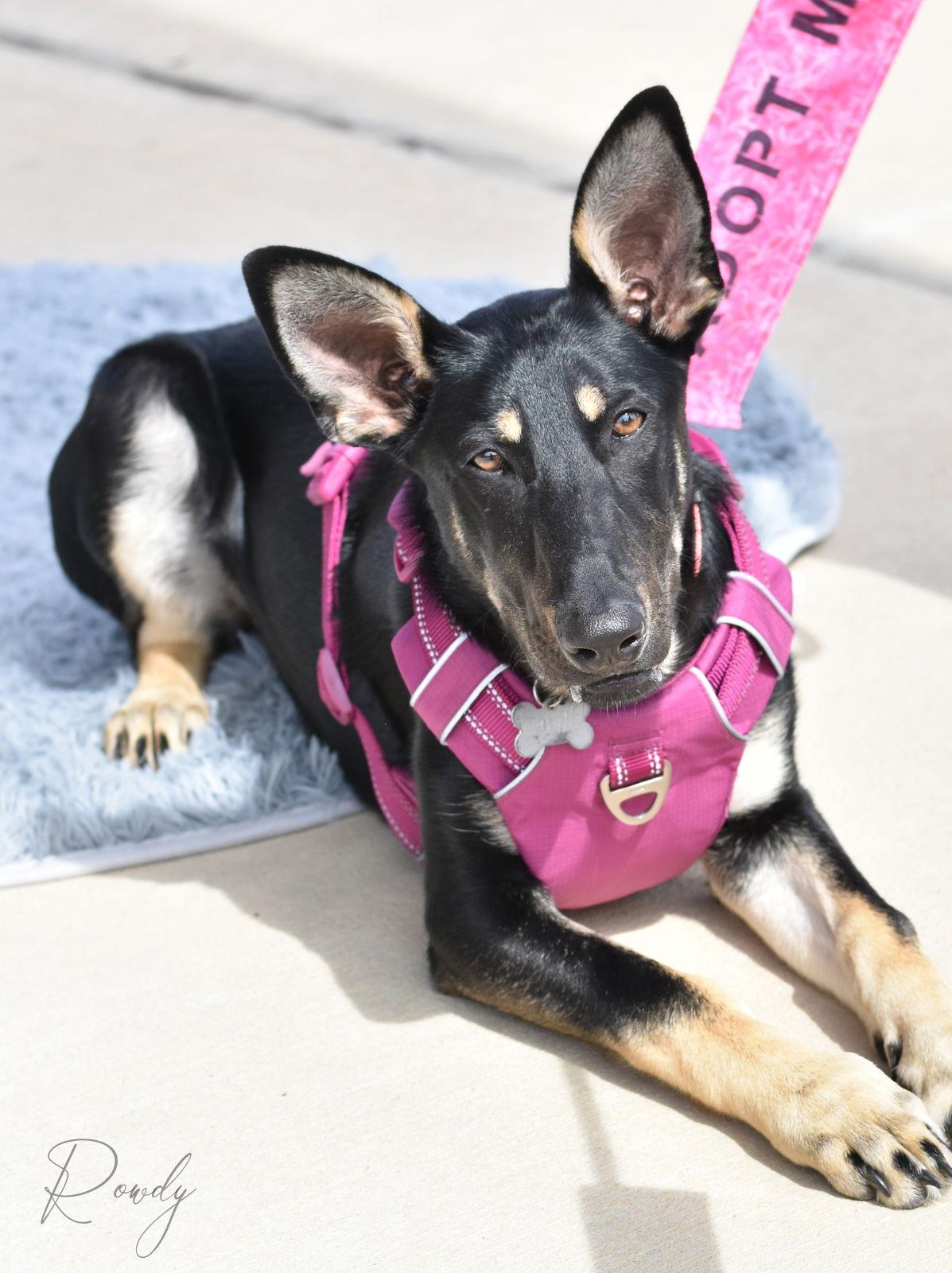 Enlarge Rowdy, a Adoptable mixed breed in Montgomery, TX image 3/3