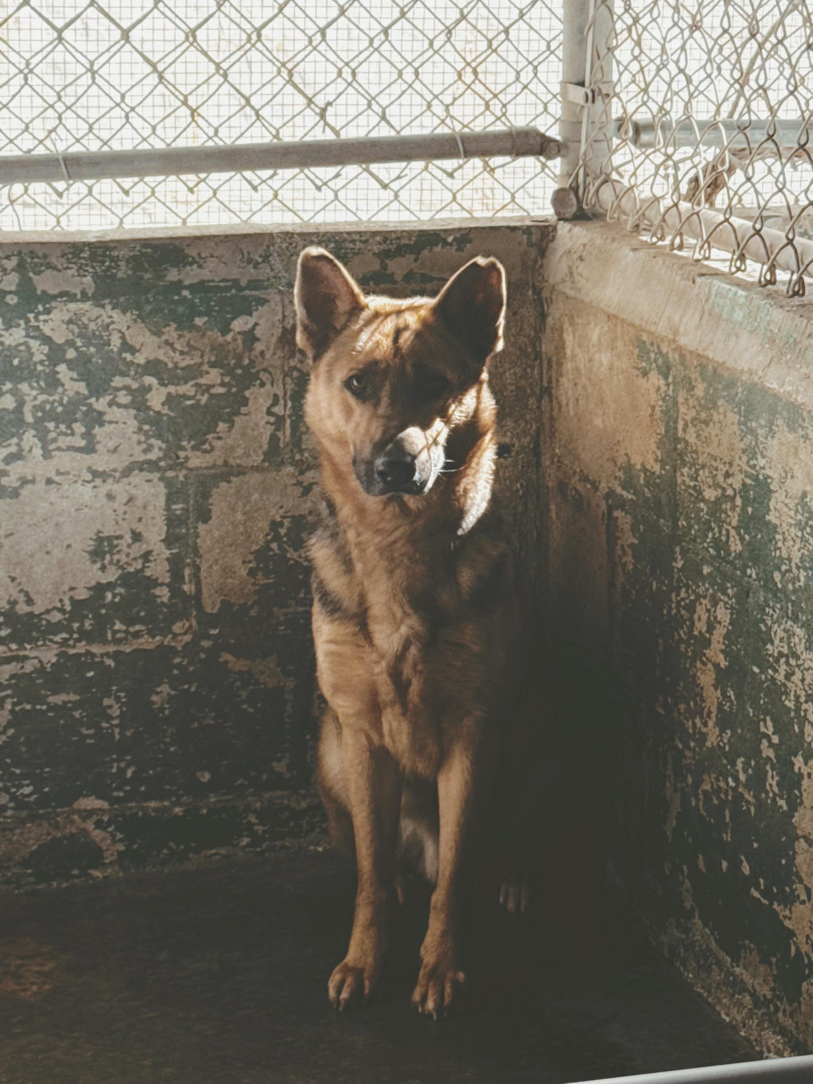 Jethro, an adopted German Shepherd Dog in Varnville, SC image 2/2