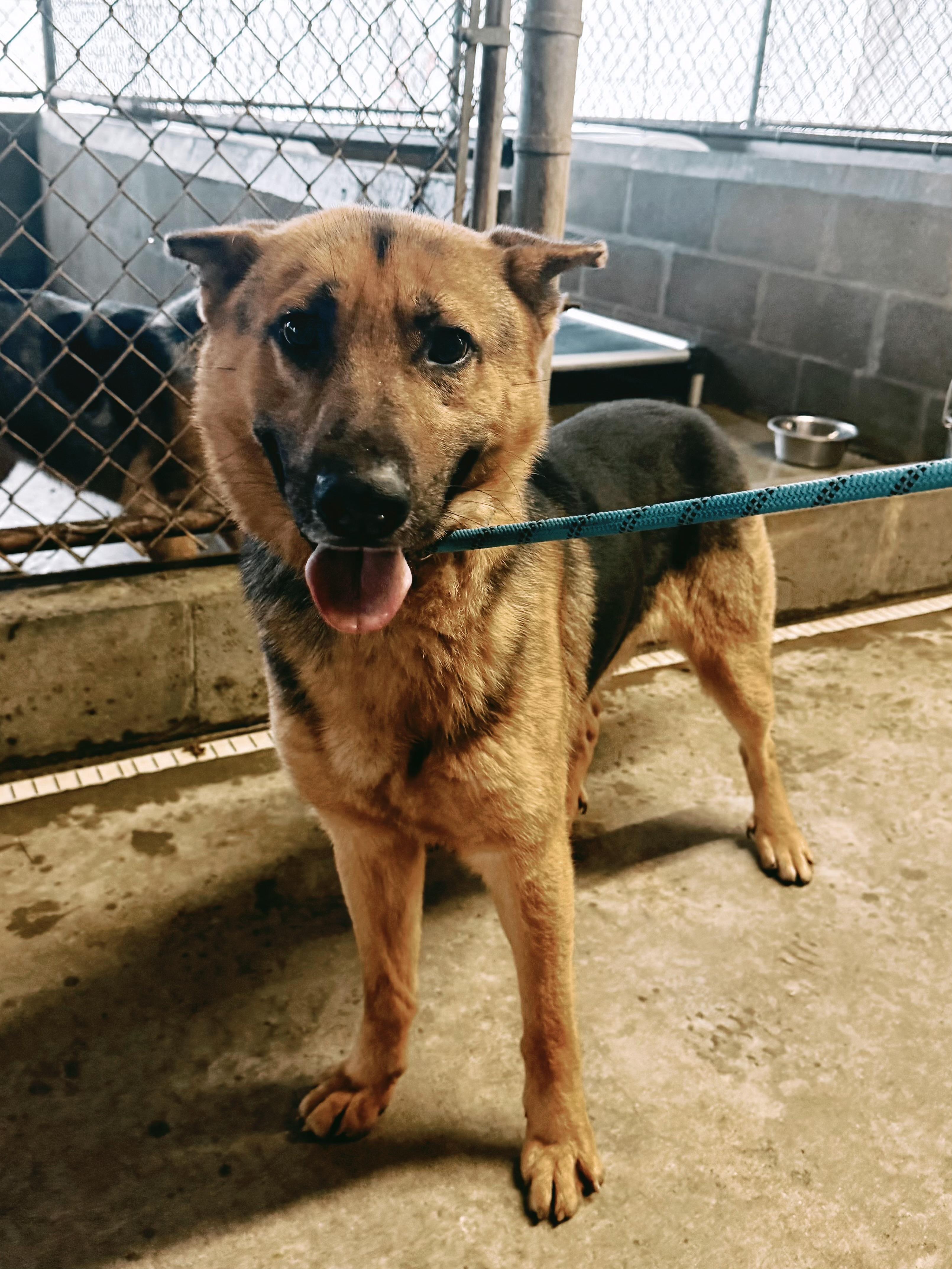Jethro, adopted, Adult Male German Shepherd Dog.