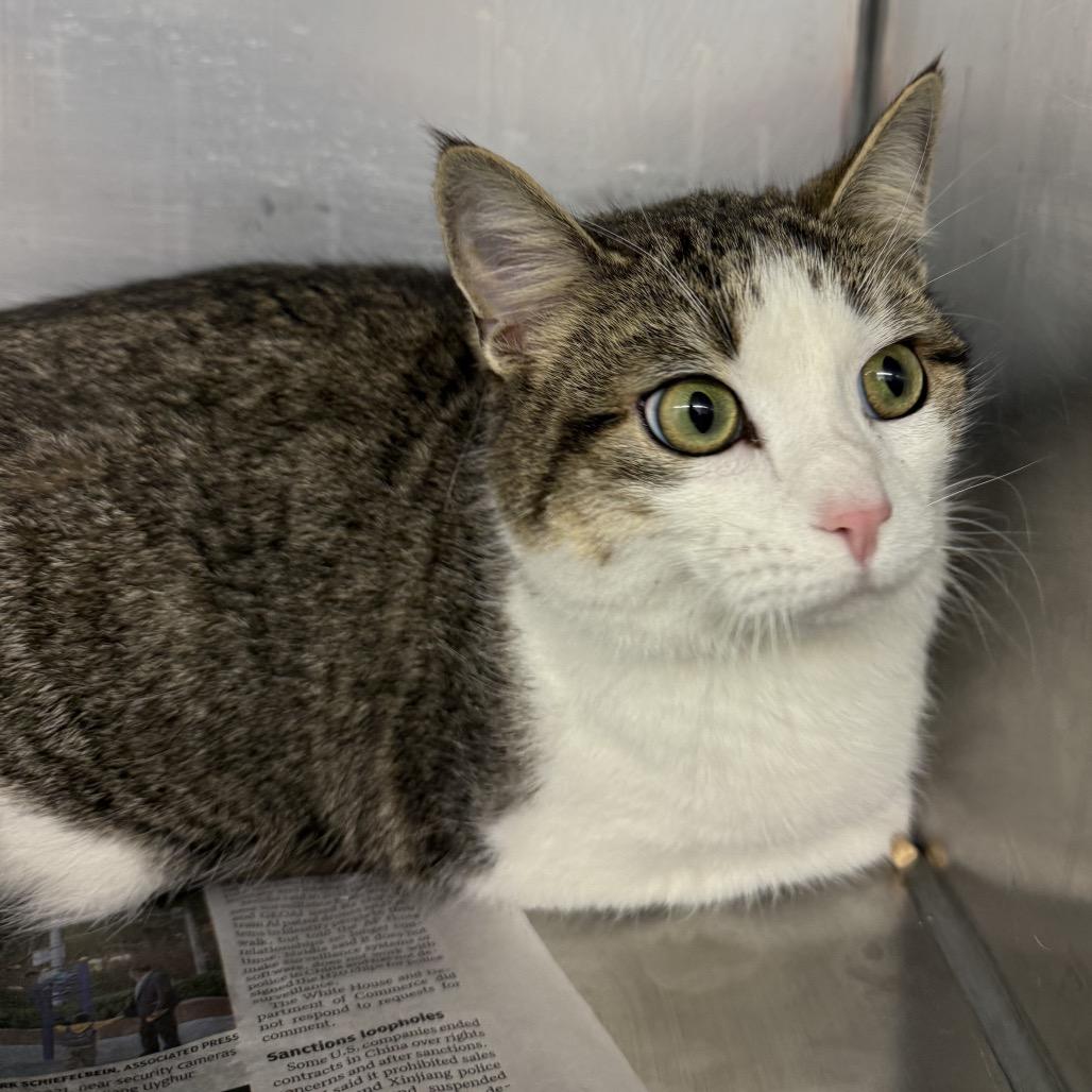 Enlarge Cee Cee, a Adoptable Domestic Short Hair in Ruckersville, VA image 1/1