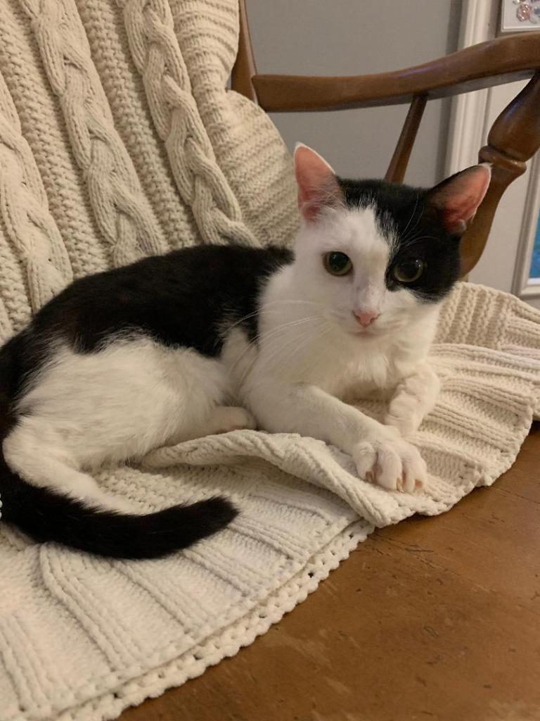 Tiny, Adoptable, Adult Female Domestic Short Hair.