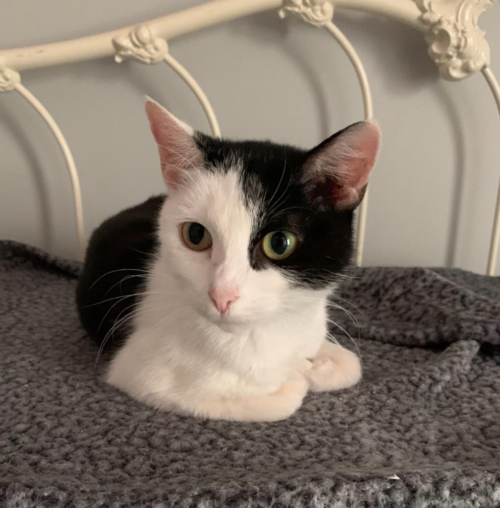 Enlarge Tiny, a Adoptable mixed breed in Hoover , AL image 2/4