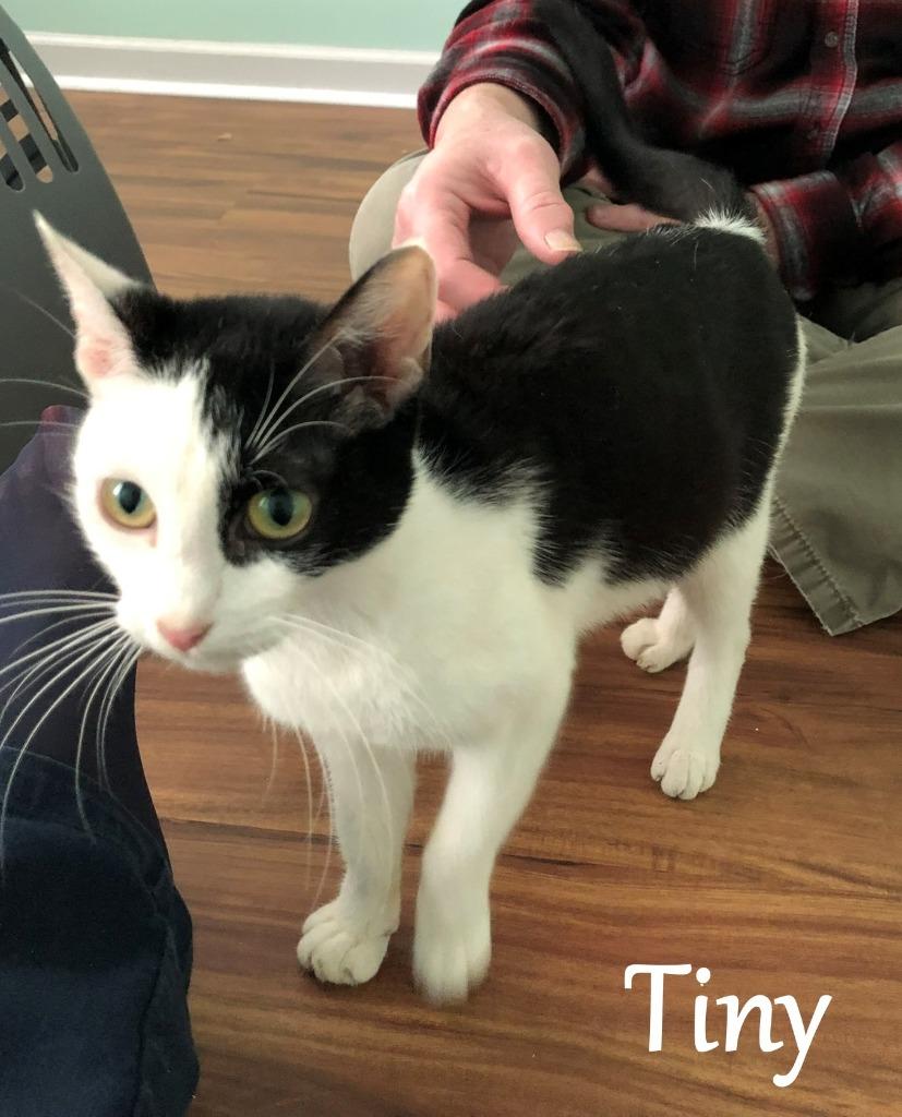 Tiny, Adoptable, Adult Female Domestic Short Hair.