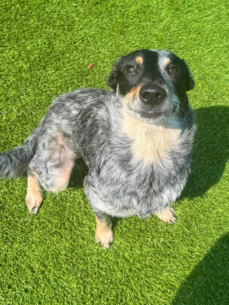 Sky, an adopted mixed breed in Frankfort, KY image 4/4