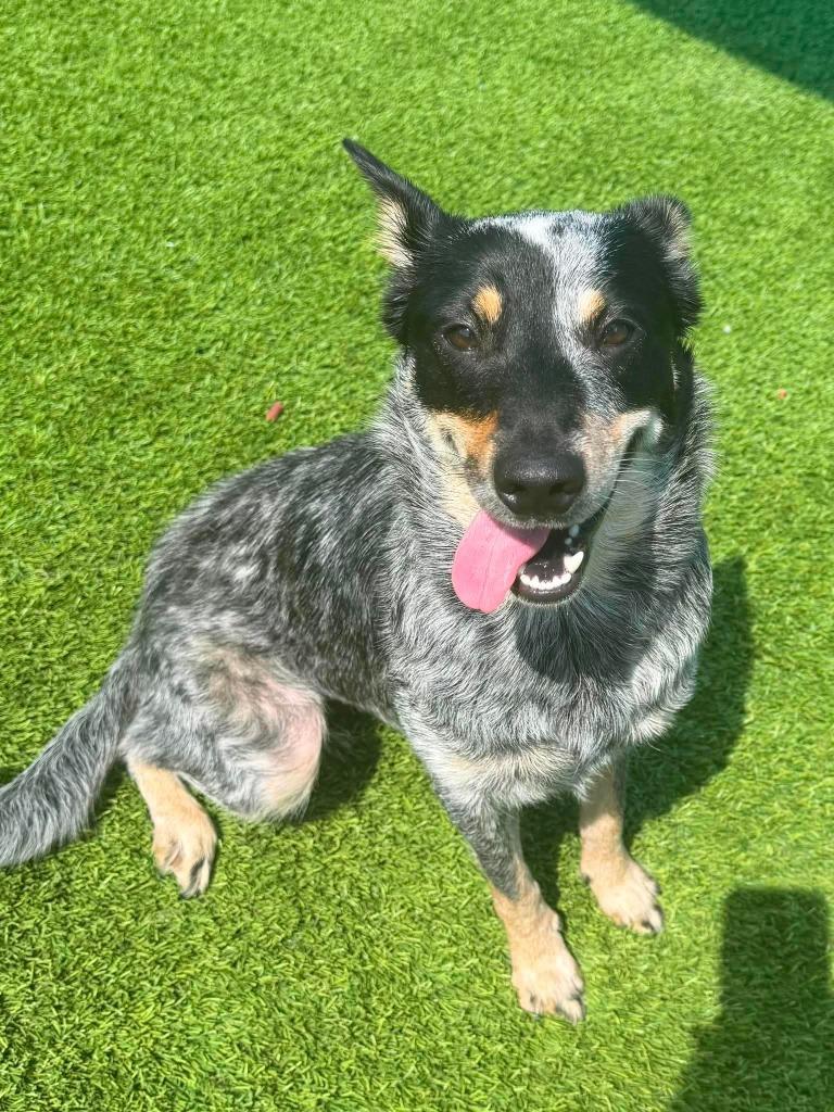 Sky, an adopted mixed breed in Frankfort, KY image 1/4