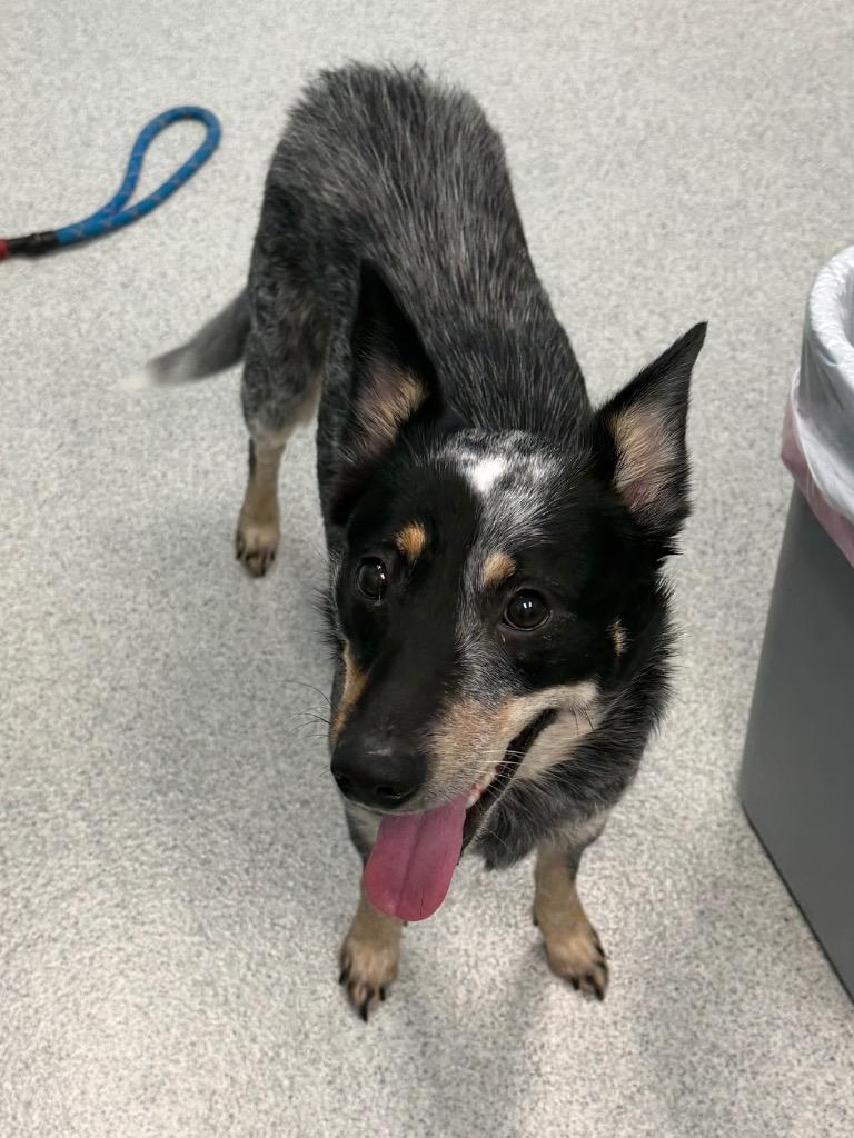 Sky, an adopted mixed breed in Frankfort, KY image 2/4