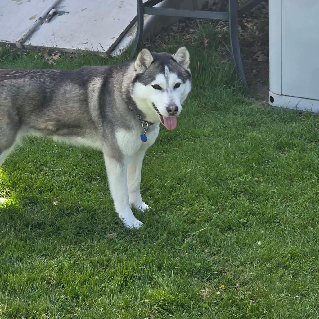 Nova, a ADOPTABLE Husky in Spencer, MA image 3/5