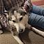 Nova, a ADOPTABLE Husky in Spencer, MA image 2/5