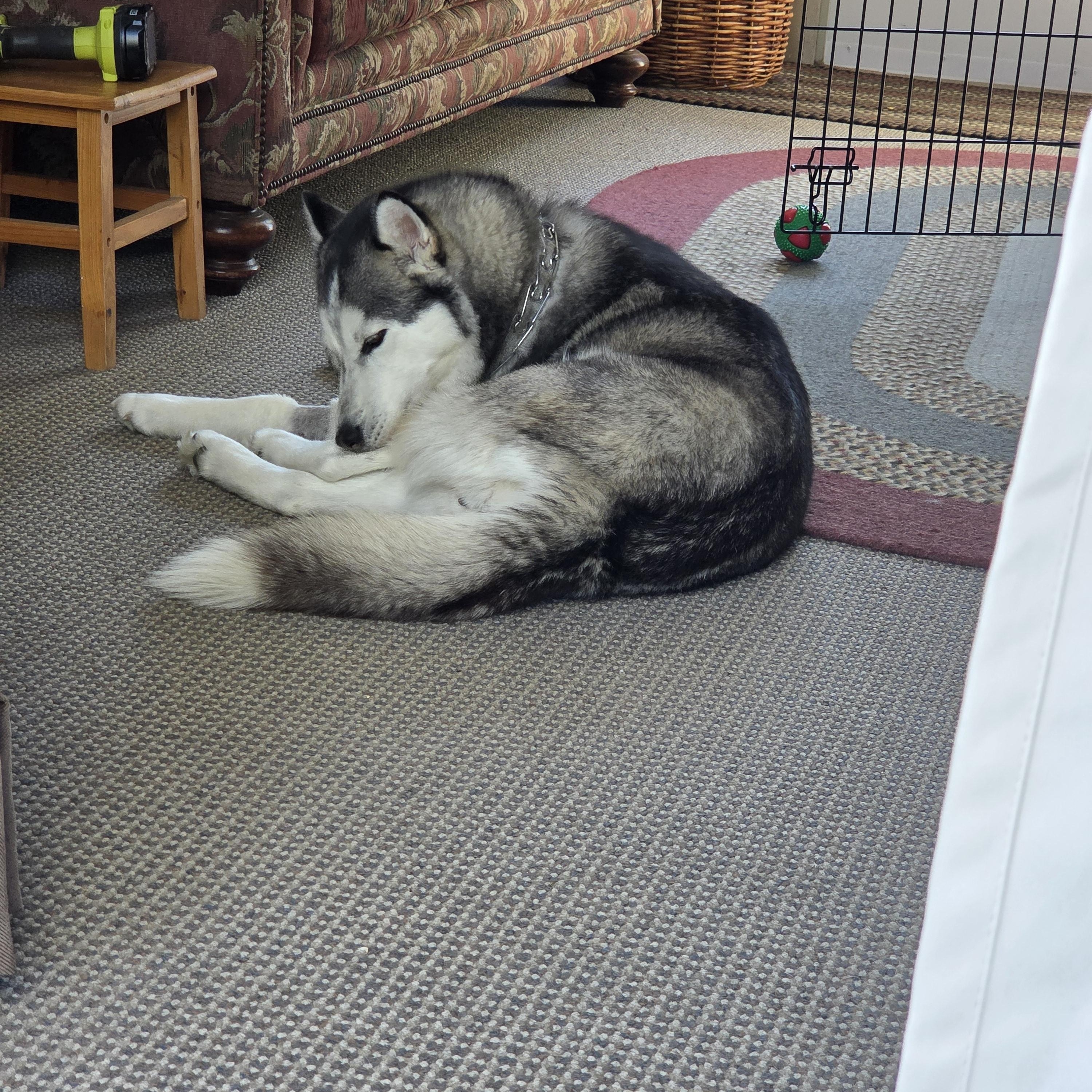 Nova, a ADOPTABLE Husky in Spencer, MA image 5/5