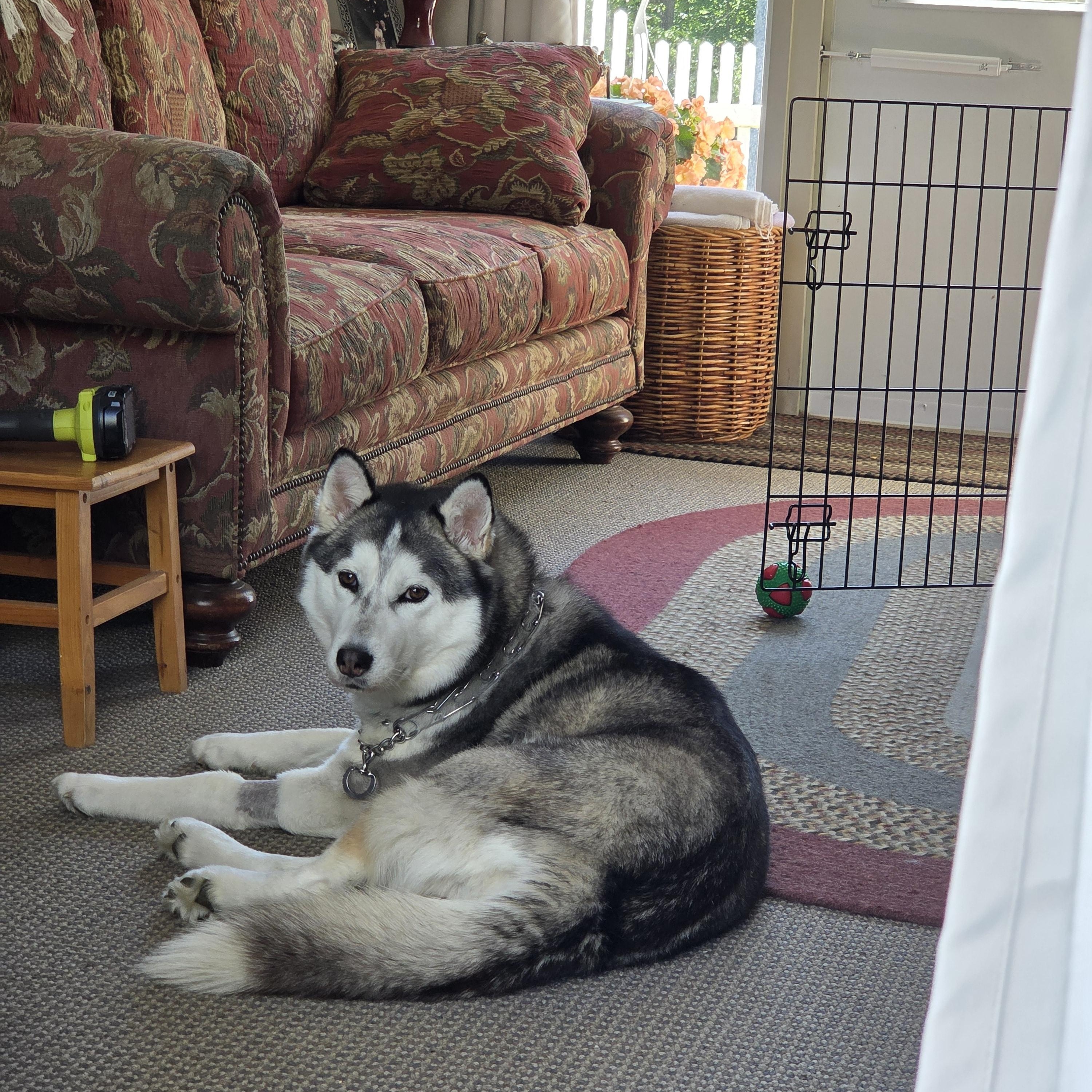 Nova, ADOPTABLE, Young Female Husky.
