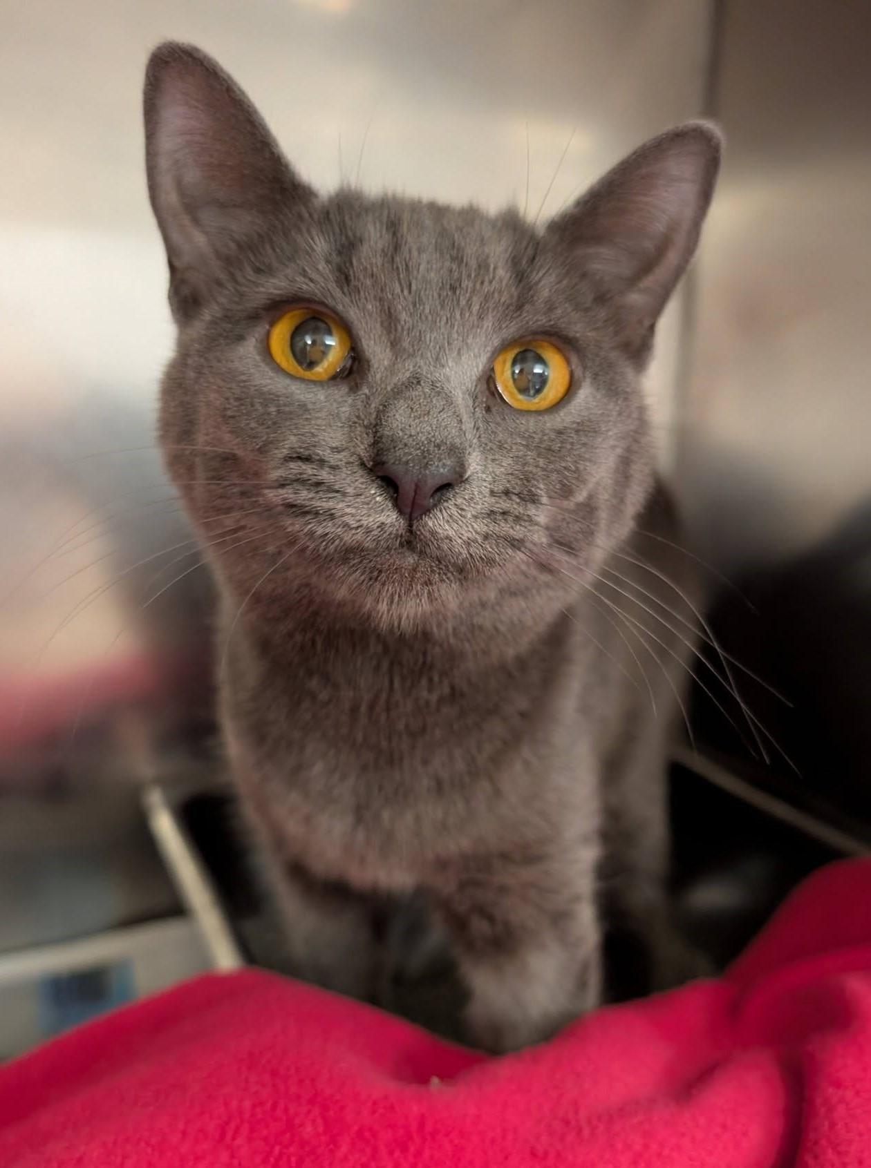 Enlarge Hope , a ADOPTABLE Domestic Short Hair in Clayton, NJ image 1/1