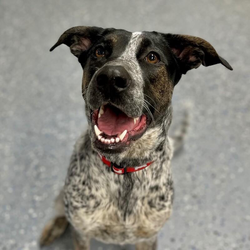 Dizzy, Adoptable, Adult Female Mixed Breed & Mixed Breed.