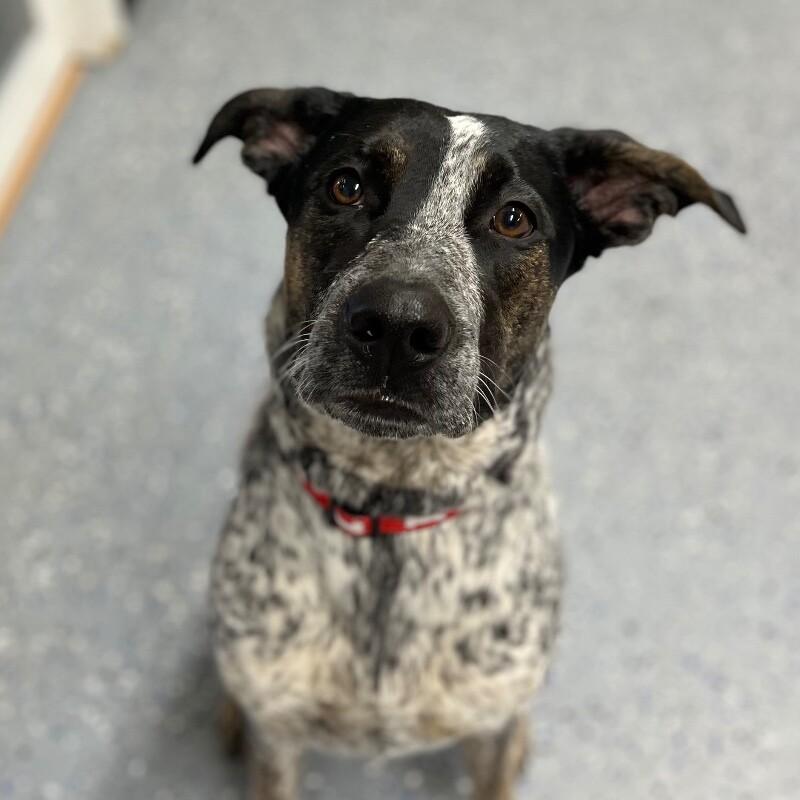 Enlarge Dizzy, a Adoptable mixed breed in Yankton, SD image 2/4