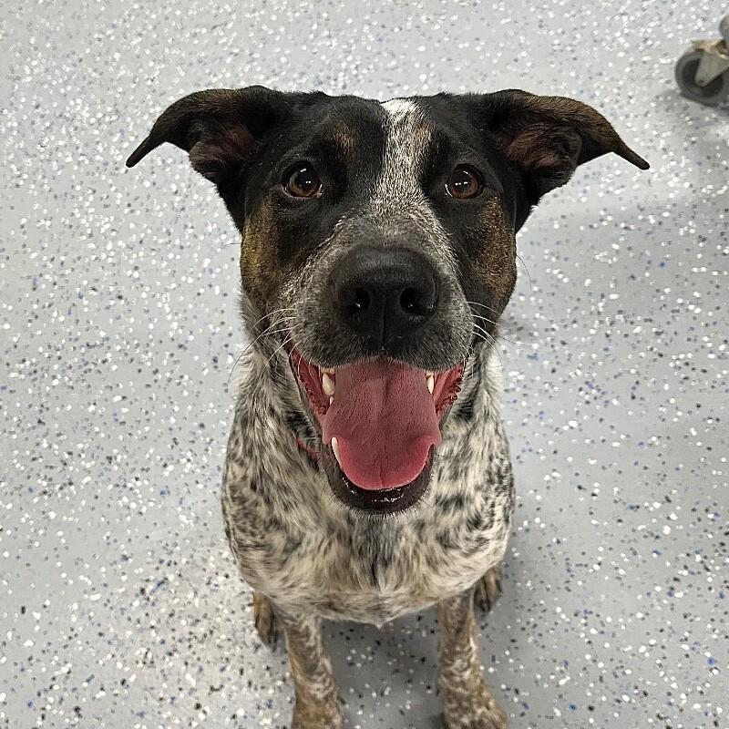 Enlarge Dizzy, a Adoptable mixed breed in Yankton, SD image 3/4