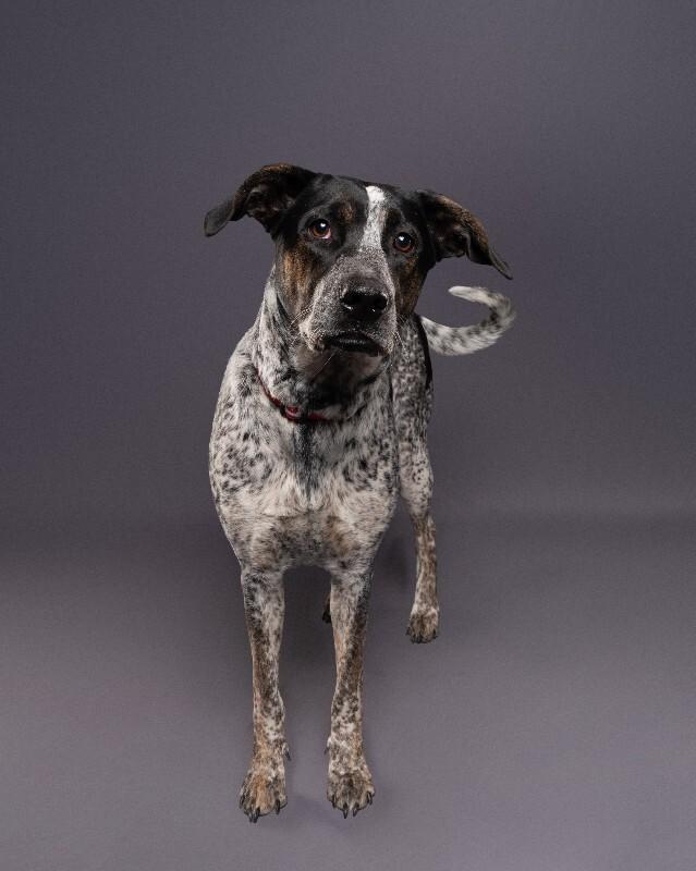 Enlarge Dizzy, a Adoptable mixed breed in Yankton, SD image 4/4