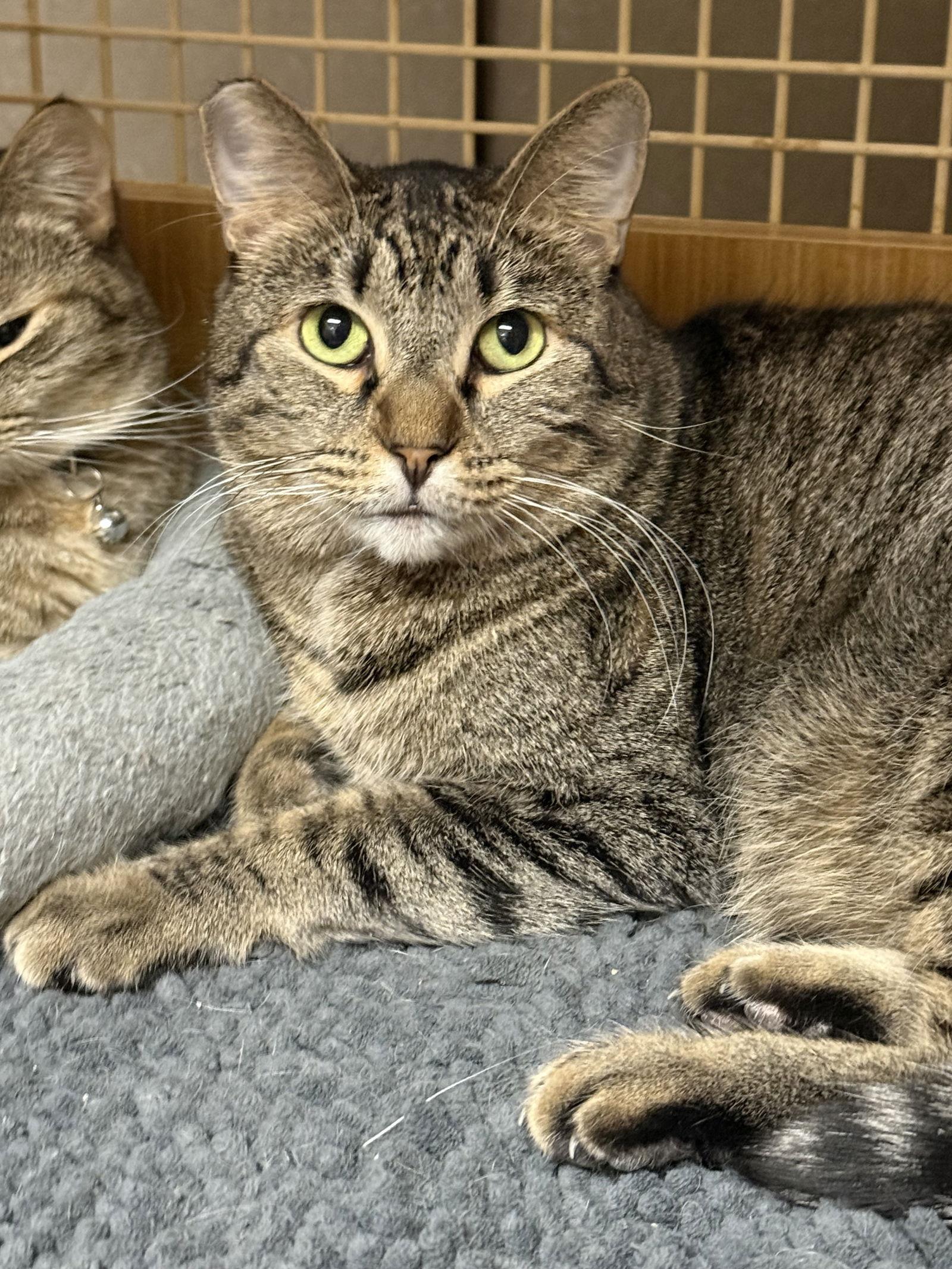 Enlarge Benjamin ( Napa Petco), a Adoptable mixed breed in Napa, CA image 2/3