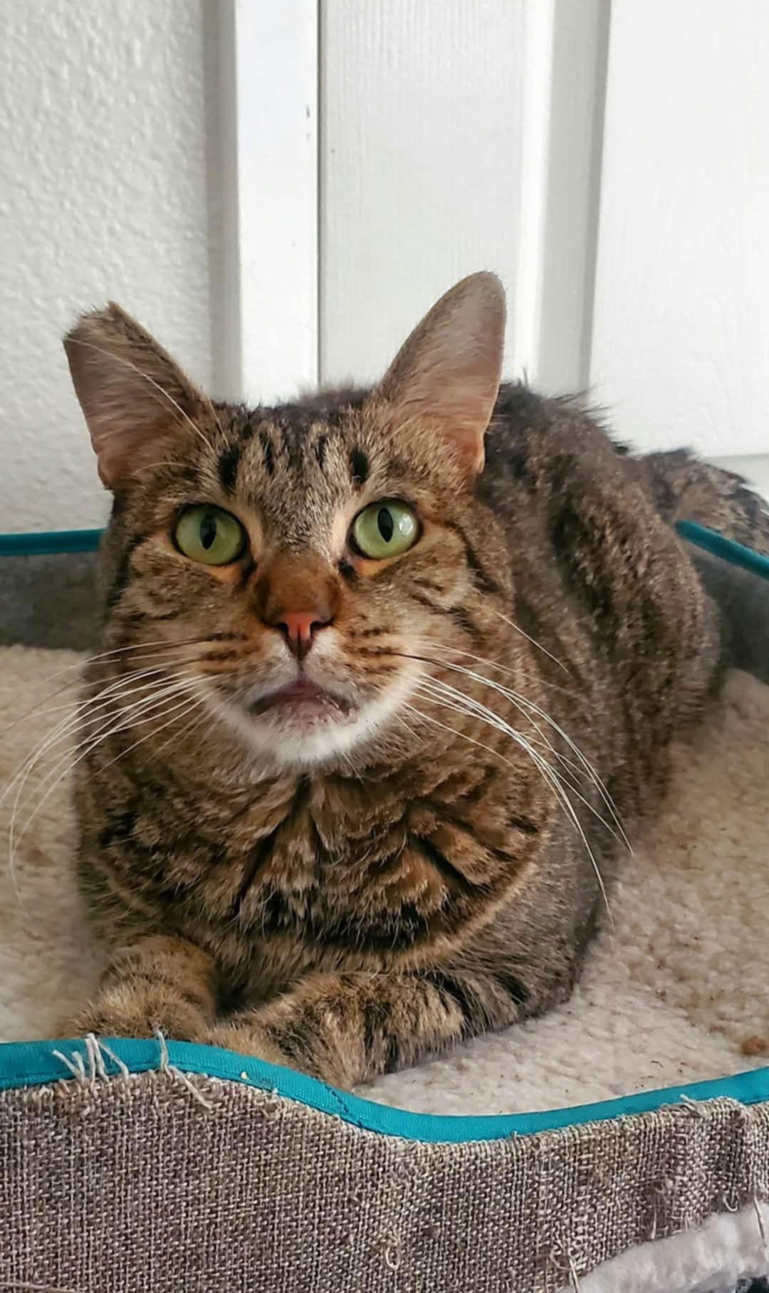 Enlarge Benjamin ( Napa Petco), a Adoptable mixed breed in Napa, CA image 3/3