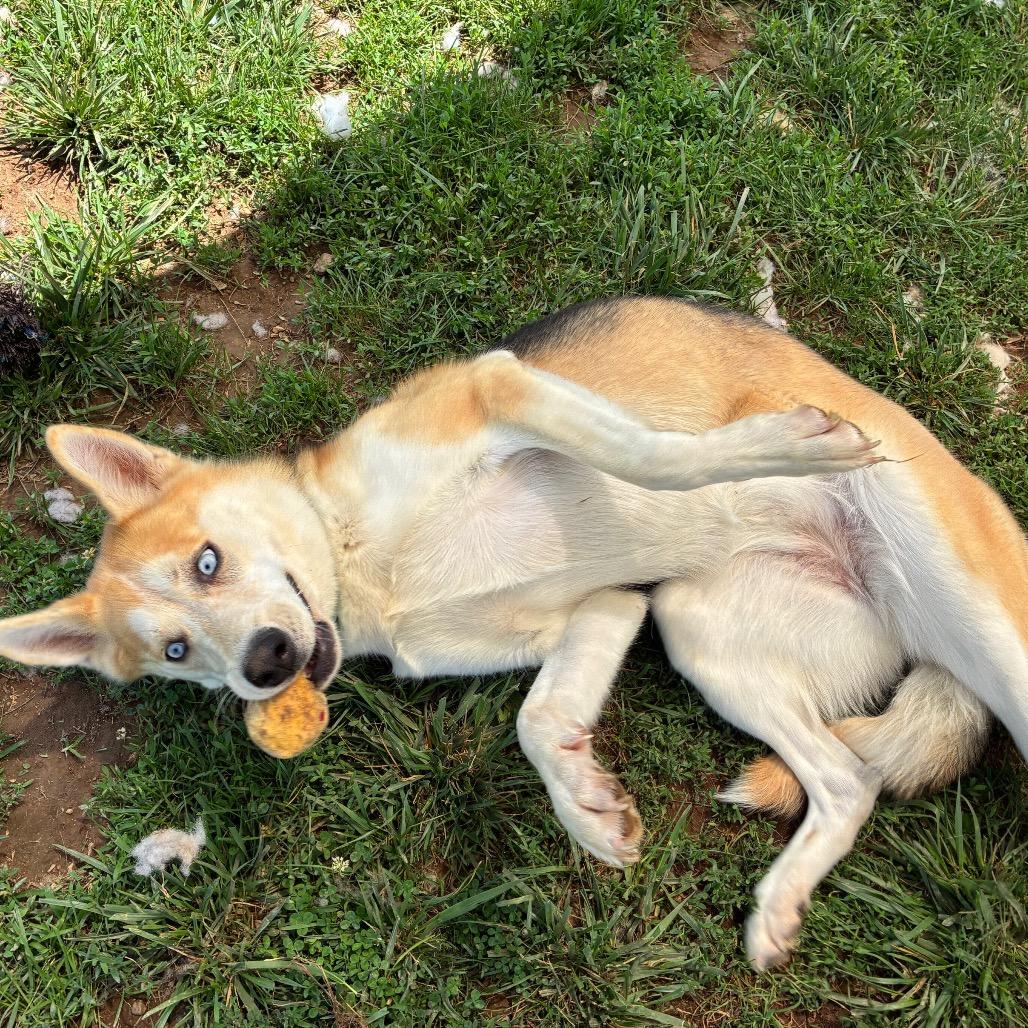 Stella, a Adoptable mixed breed in Harrisonburg, VA image 1/6