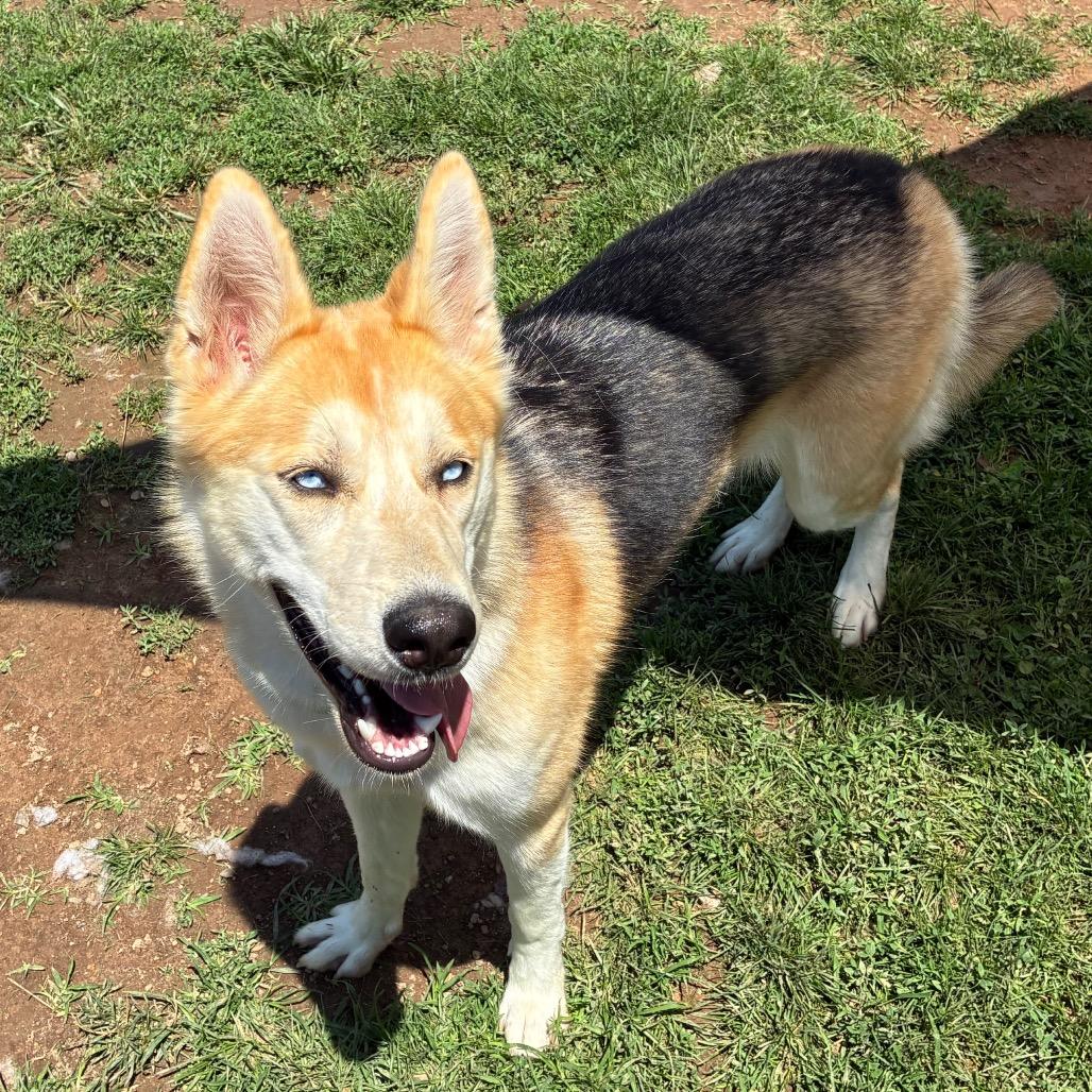 Stella, a Adoptable mixed breed in Harrisonburg, VA image 3/6