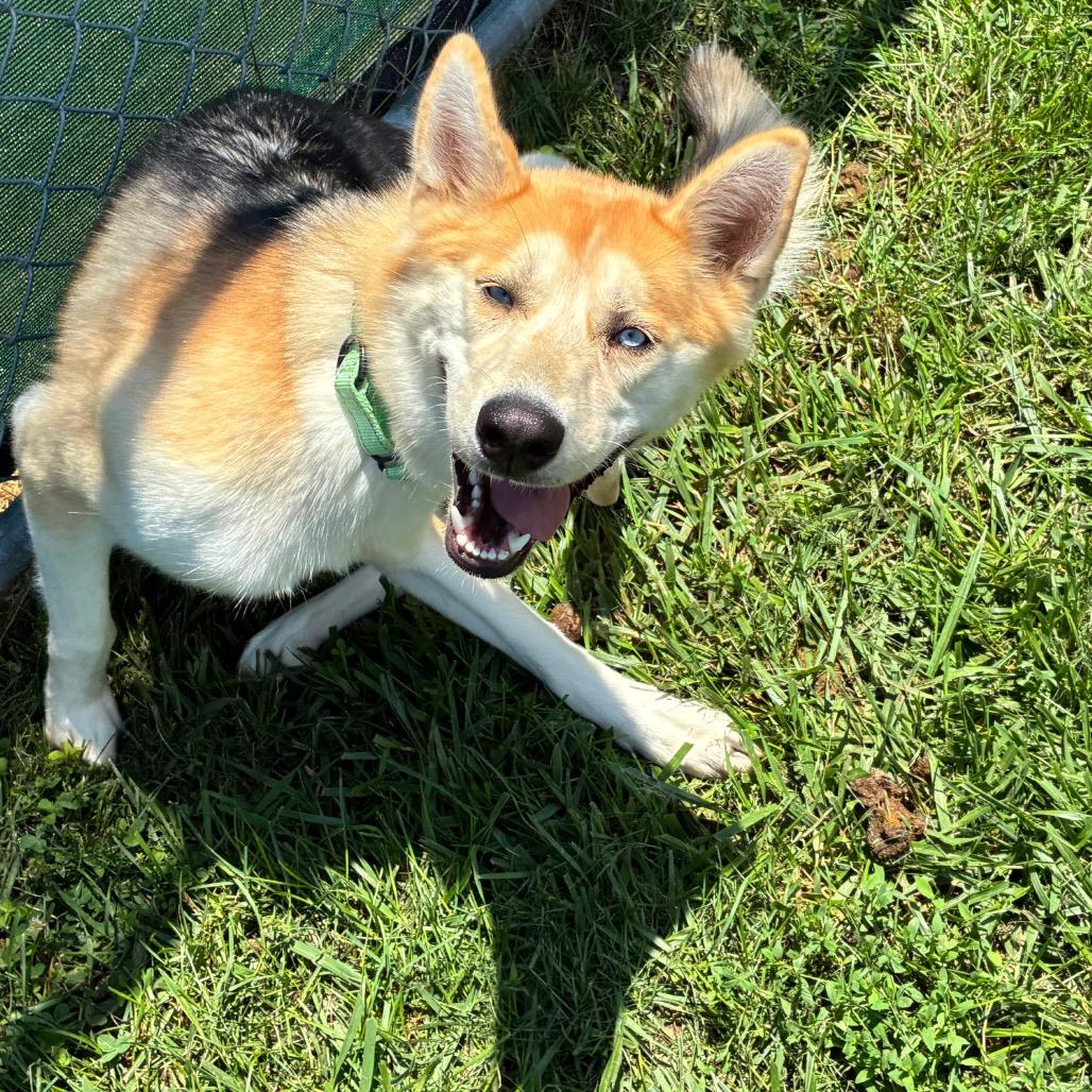 Stella, a Adoptable mixed breed in Harrisonburg, VA image 4/6