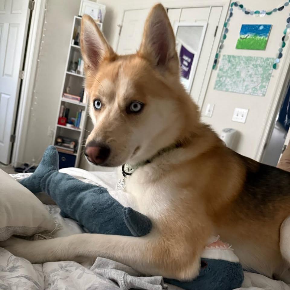 Stella, a Adoptable mixed breed in Harrisonburg, VA image 5/6