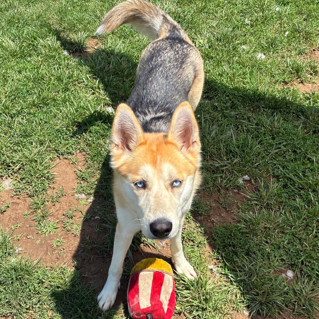 Stella, a Adoptable mixed breed in Harrisonburg, VA image 6/6