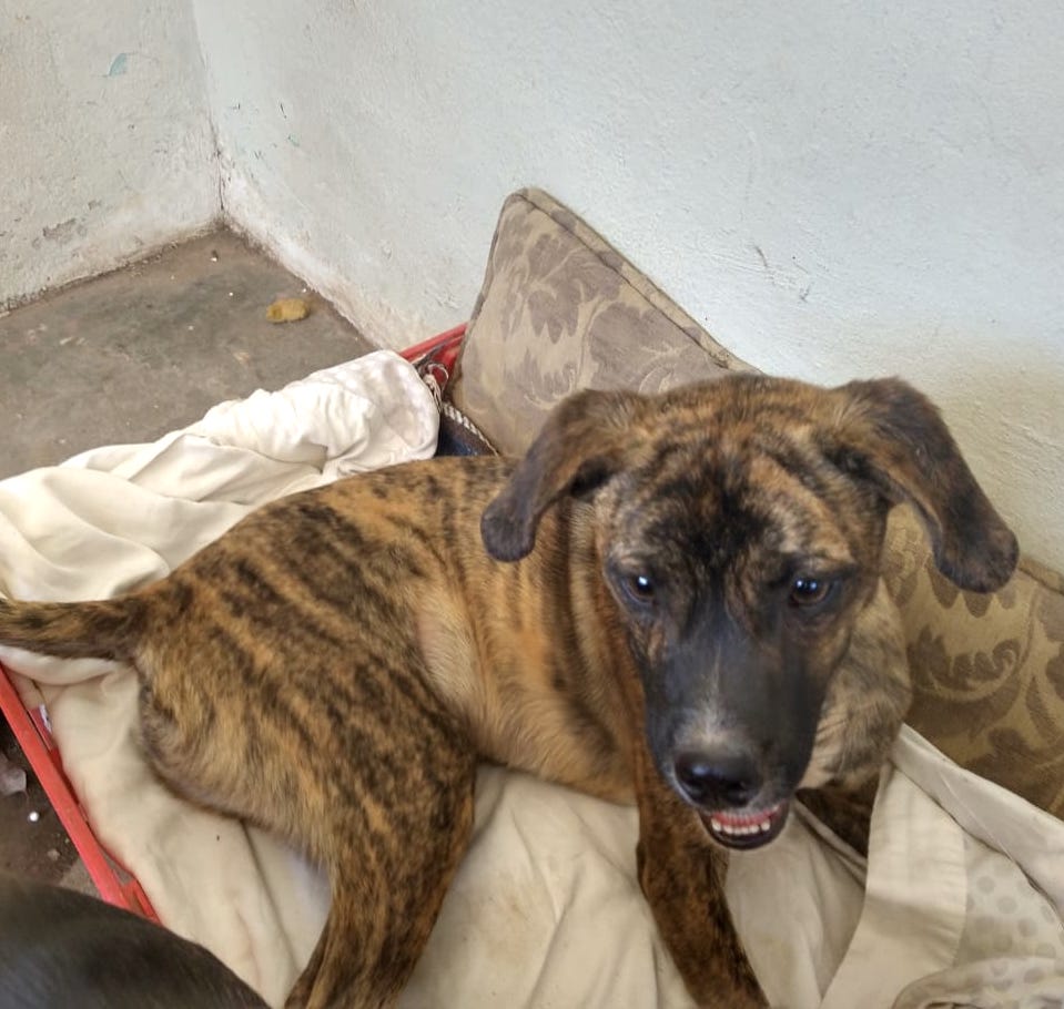 Max (27) photo 4