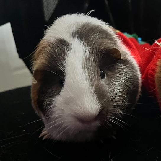 Calamariz, Adoptable, Adult Female Guinea Pig.