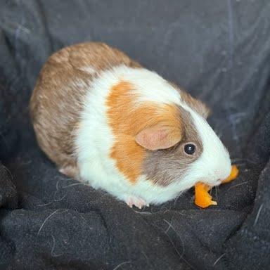 Calamariz, a Adoptable Guinea Pig in South Elgin, IL image 2/6
