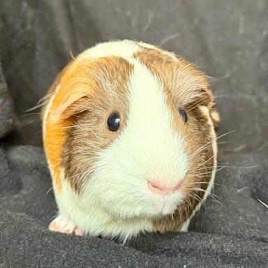 Calamariz, a Adoptable Guinea Pig in South Elgin, IL image 3/6
